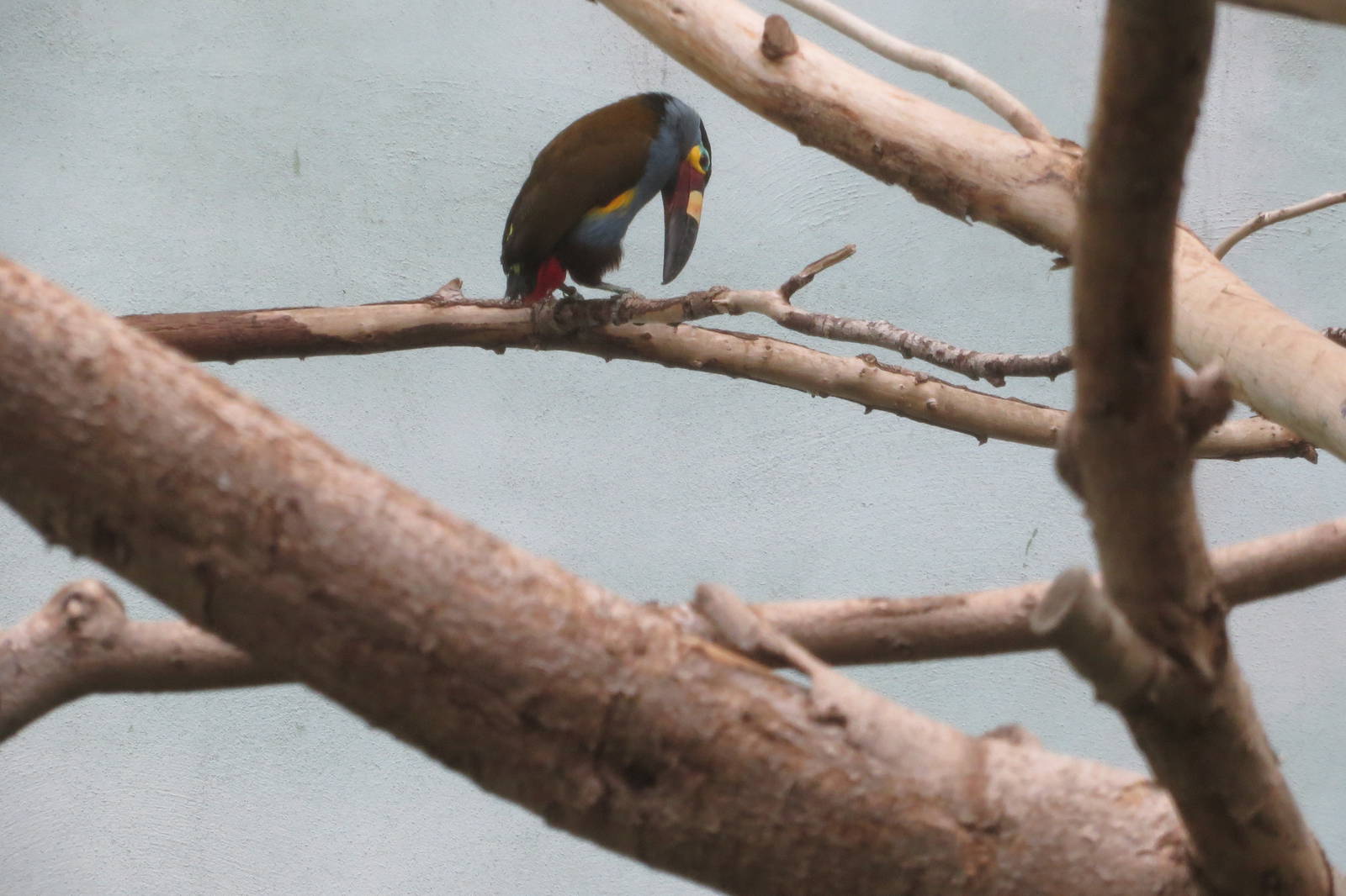 Plate-billed Mountain Toucan - World of Birds 031215