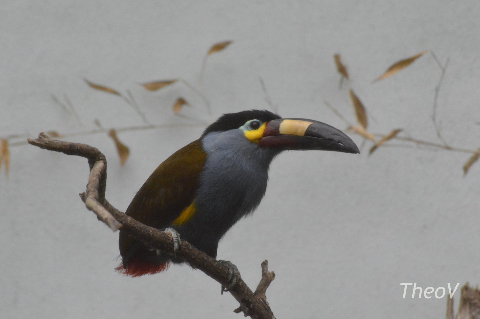 Plate-billed mountain toucan - World of Birds [2018]