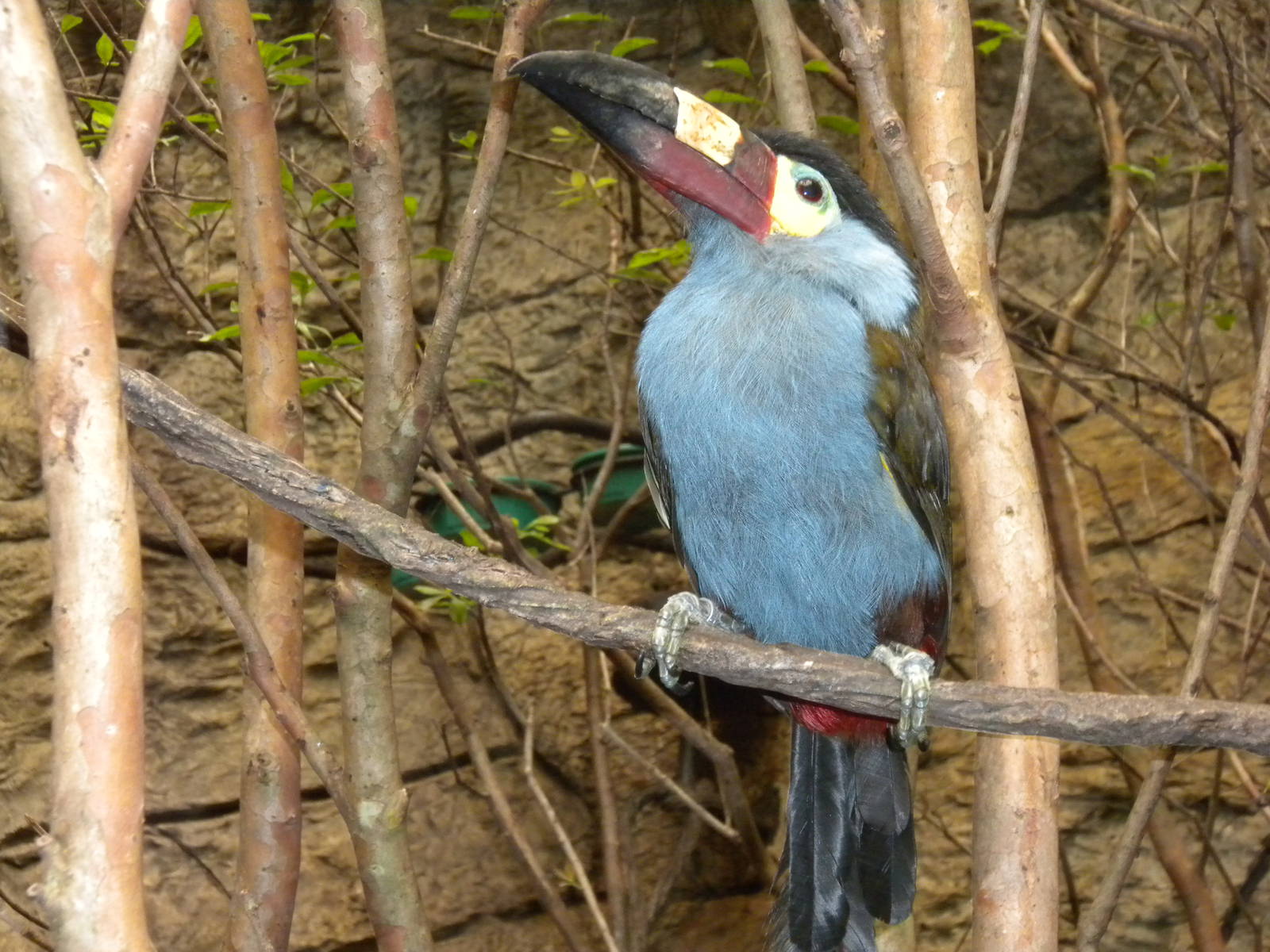Plate-billed Mountain-toucan