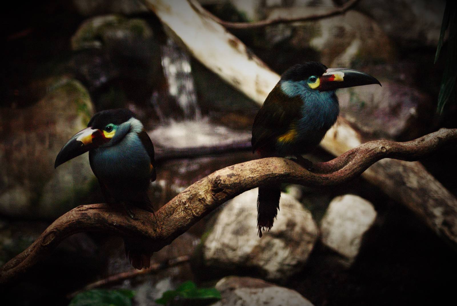 Plate-billed mountain toucan