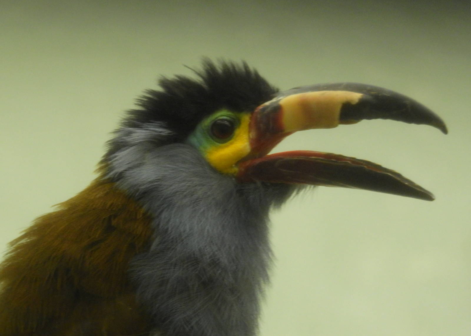 Plate Billed Mountain Toucan