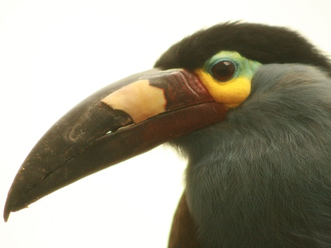 Plate-billed Mountain-toucan