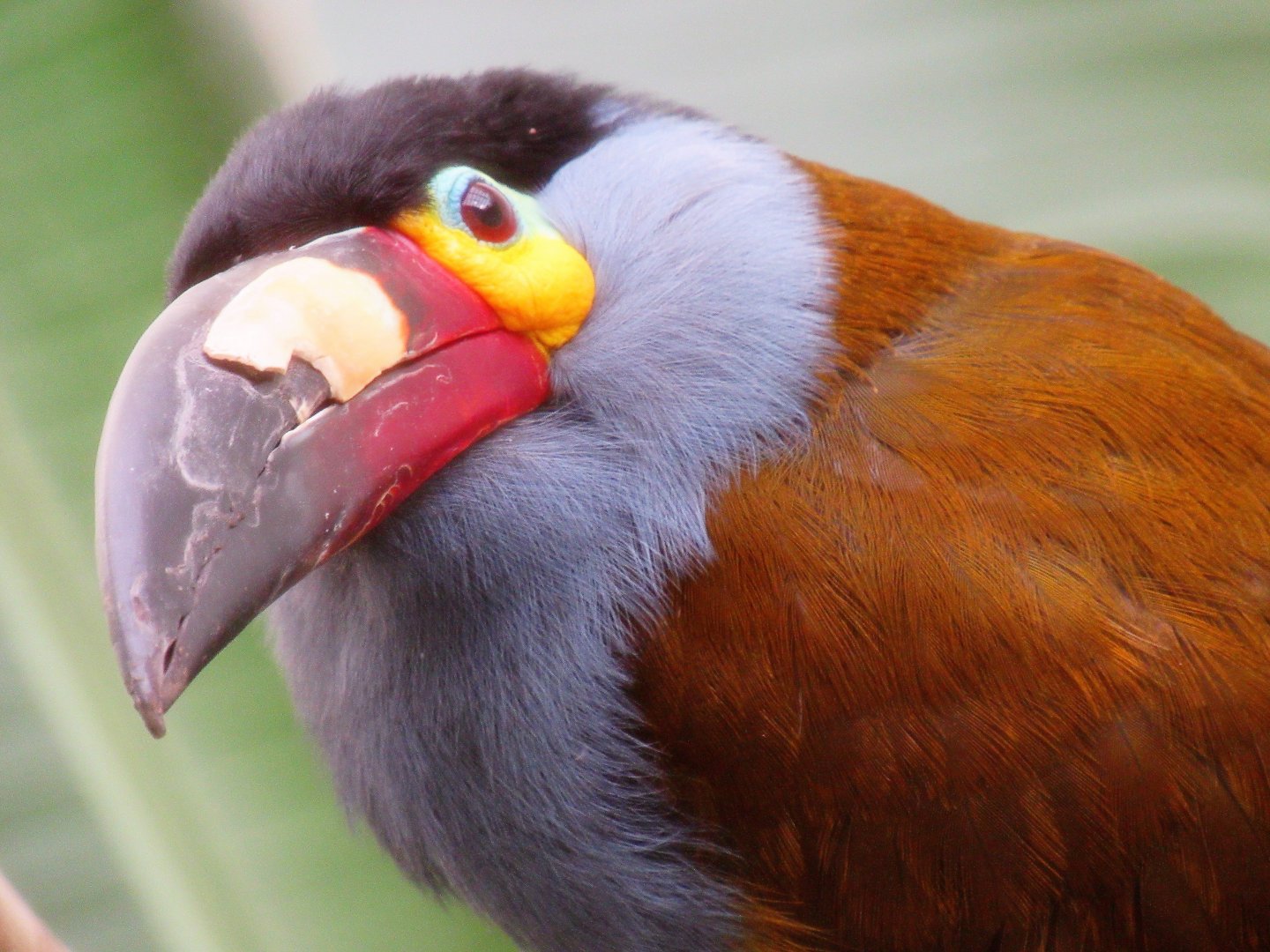 Plate-billed mountain toucan