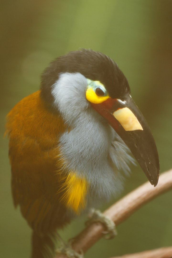 Plate-billed mountain toucan