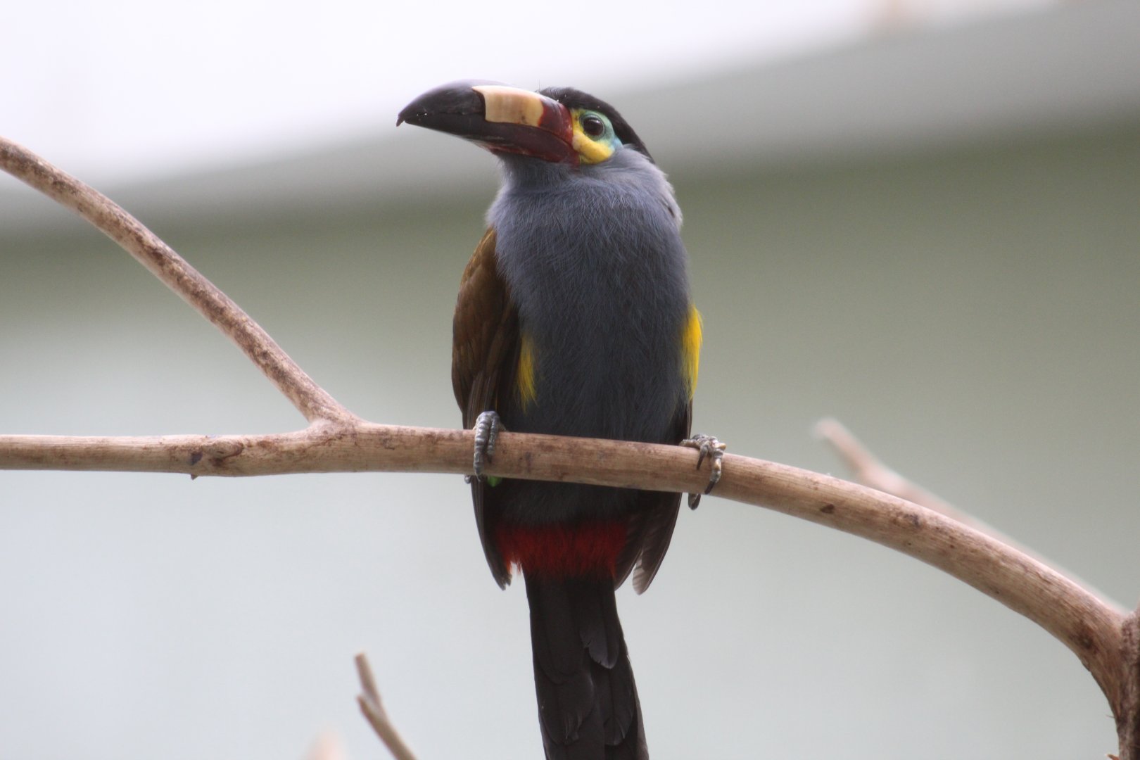 Plate-Billed Mountain-Toucan