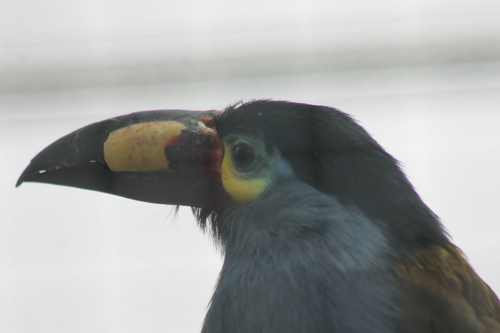 Plate-billed mountain toucan