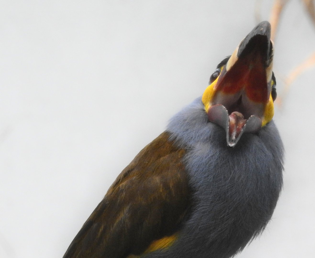 Plate Billed Mountain Toucan