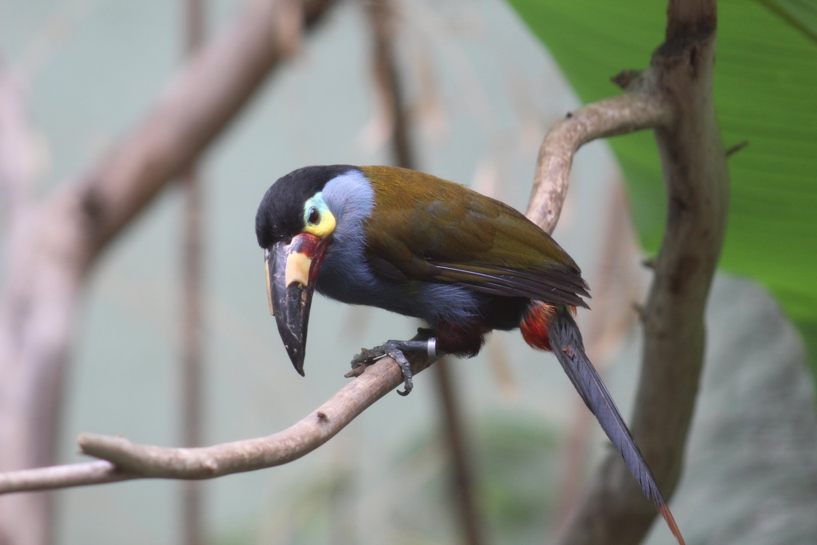 Plate-Billed Mountain-Toucan