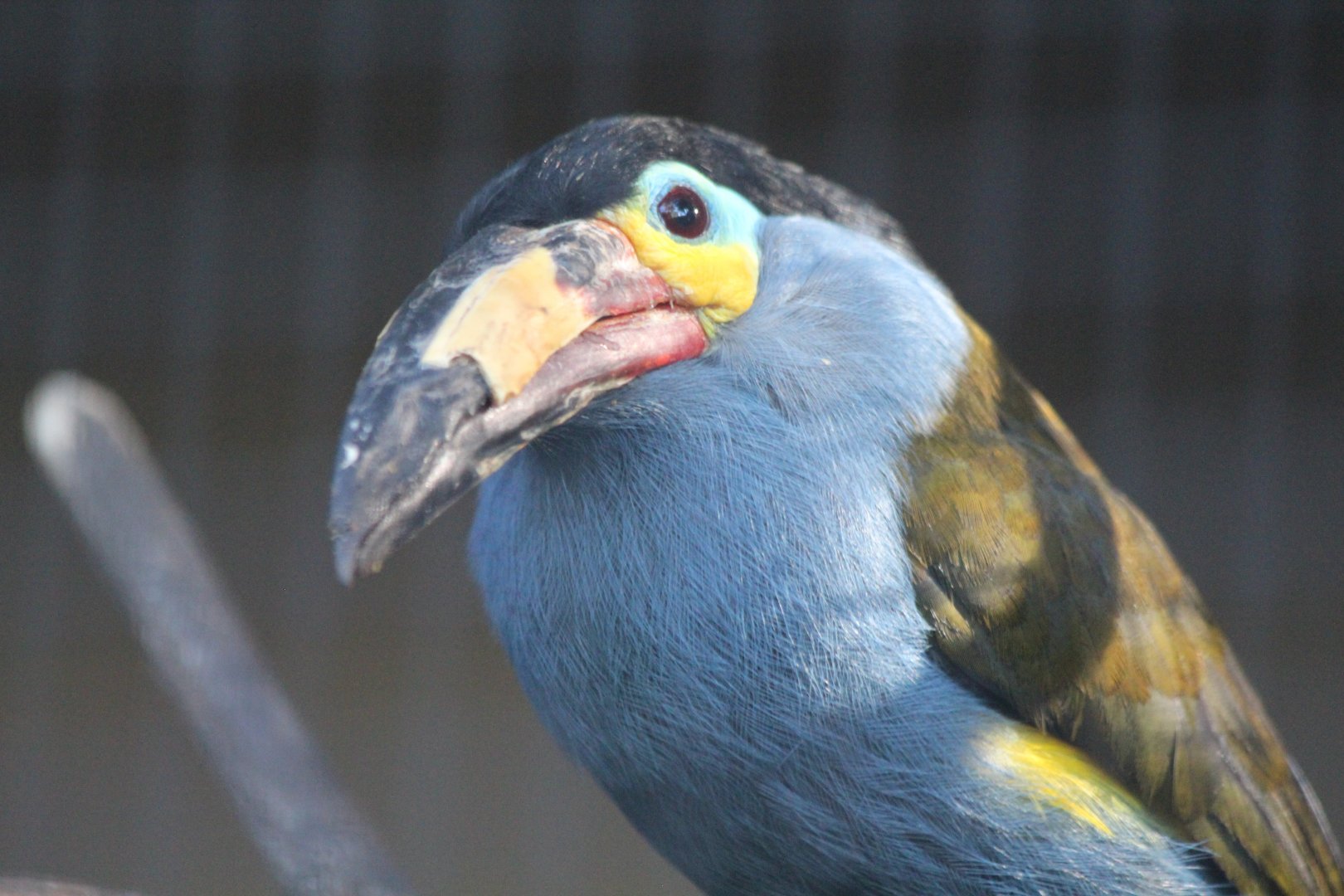 Plate-billed Mountain Toucan
