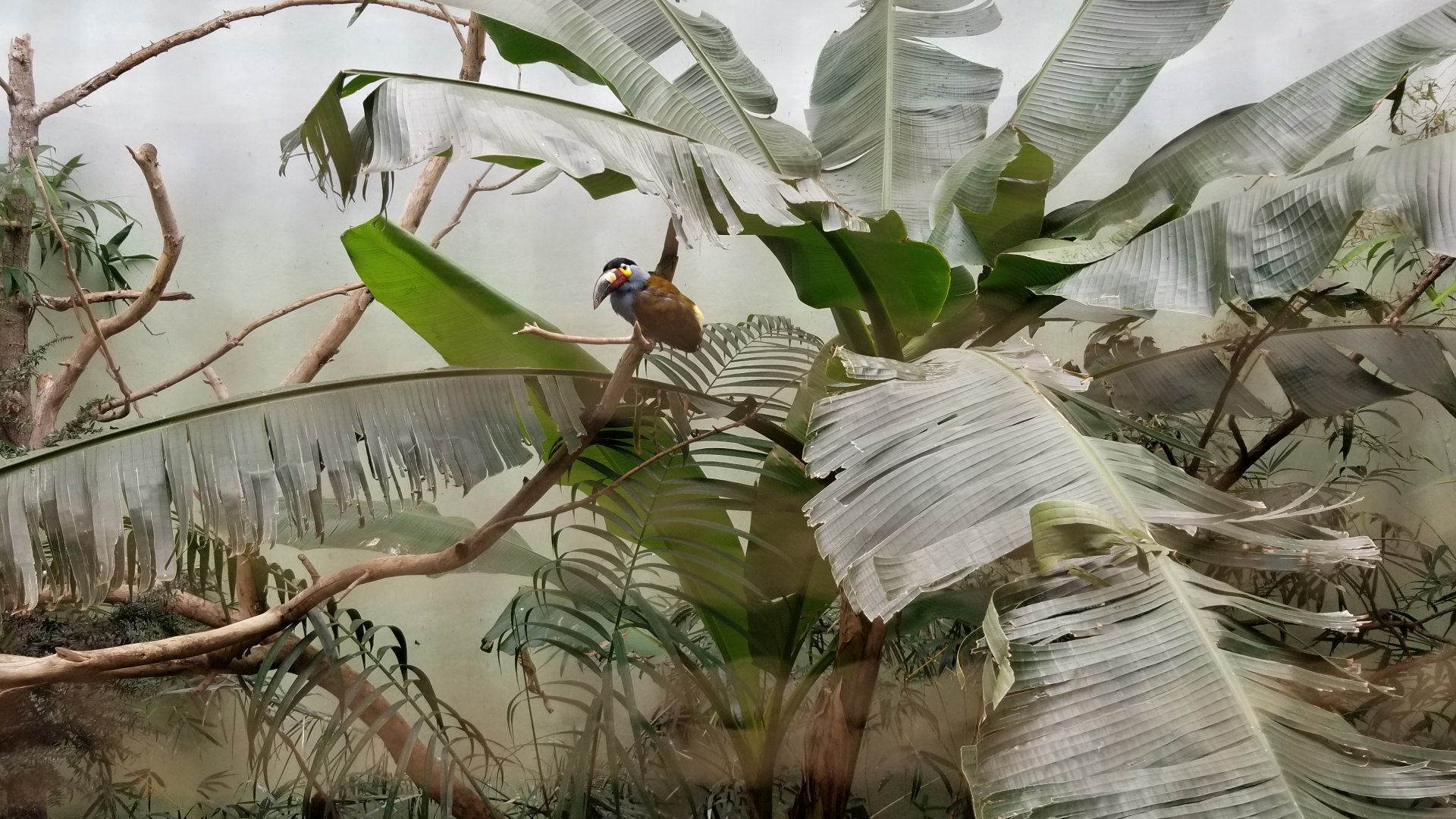 Plate-billed Mountain Toucan