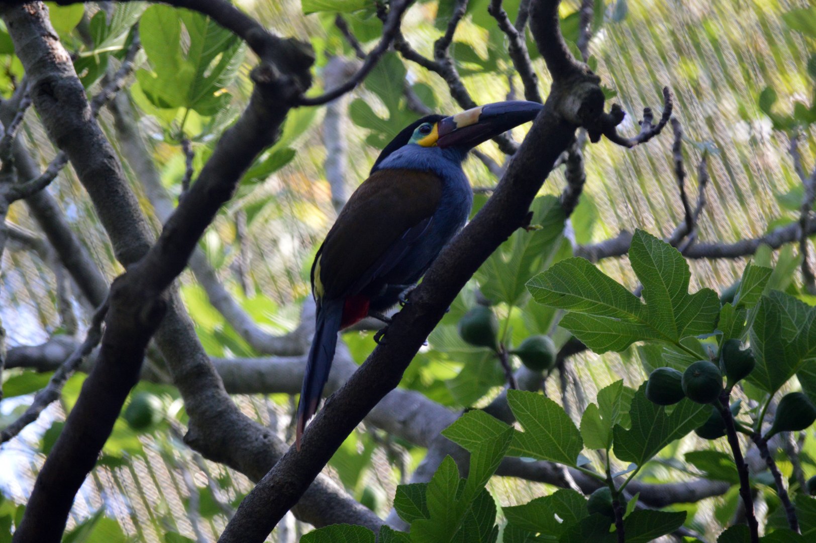 Plate-billed Mountain Toucan