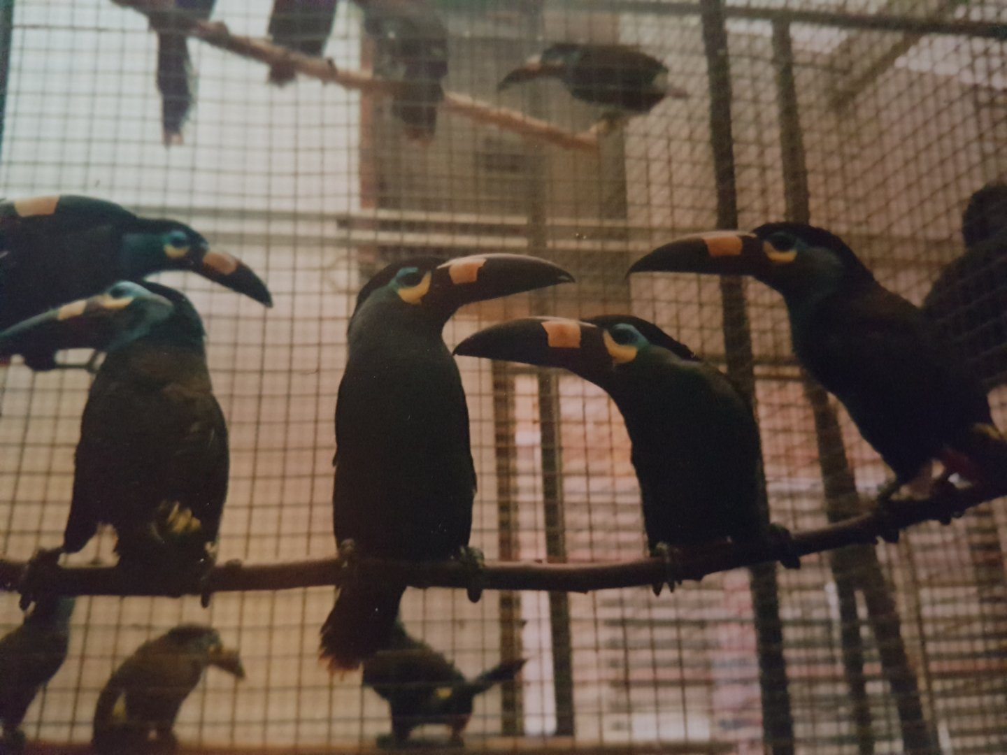 Plate-billed mountain toucans