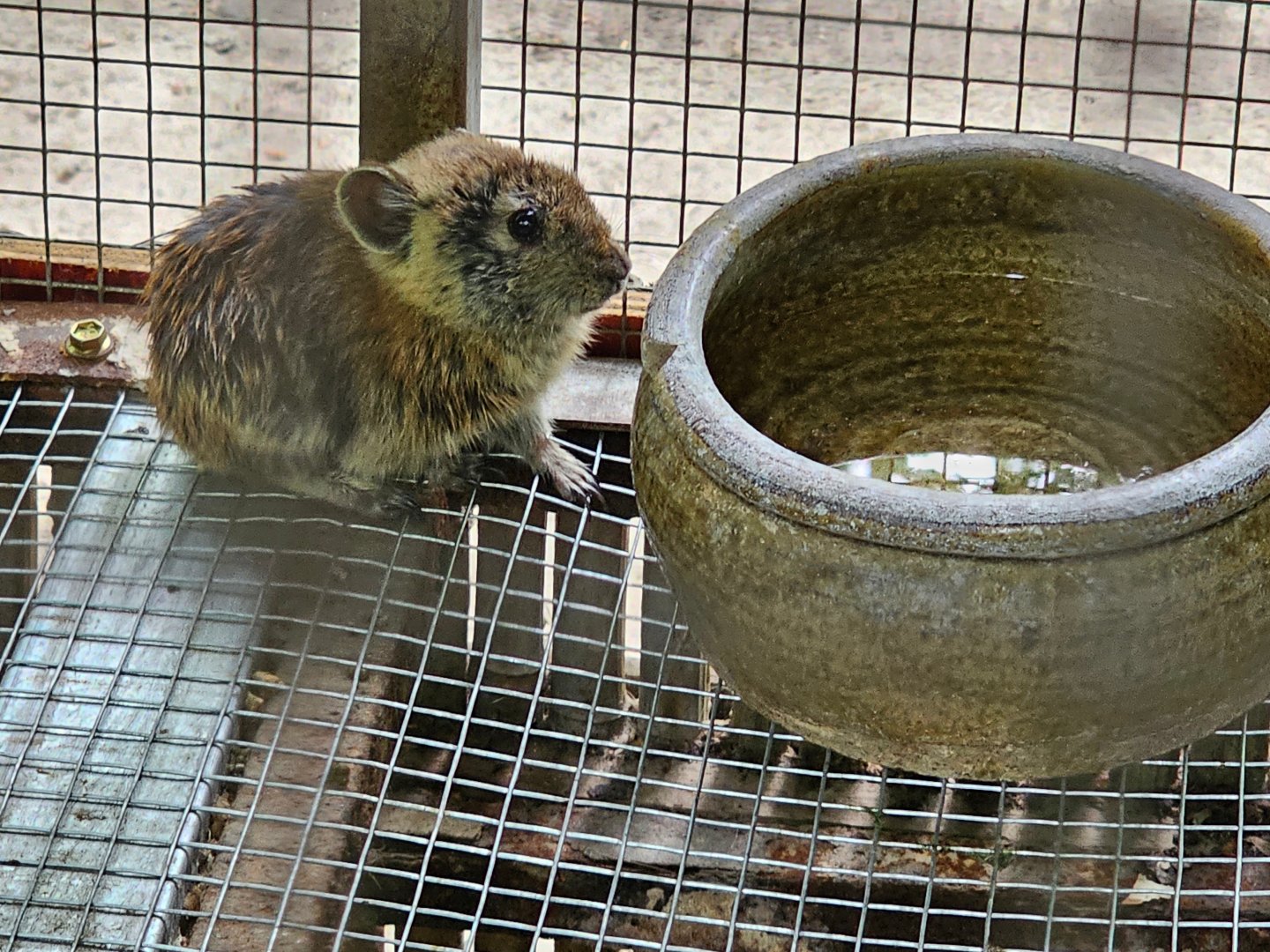 Plateau Pika (Ochotona curzoniae)