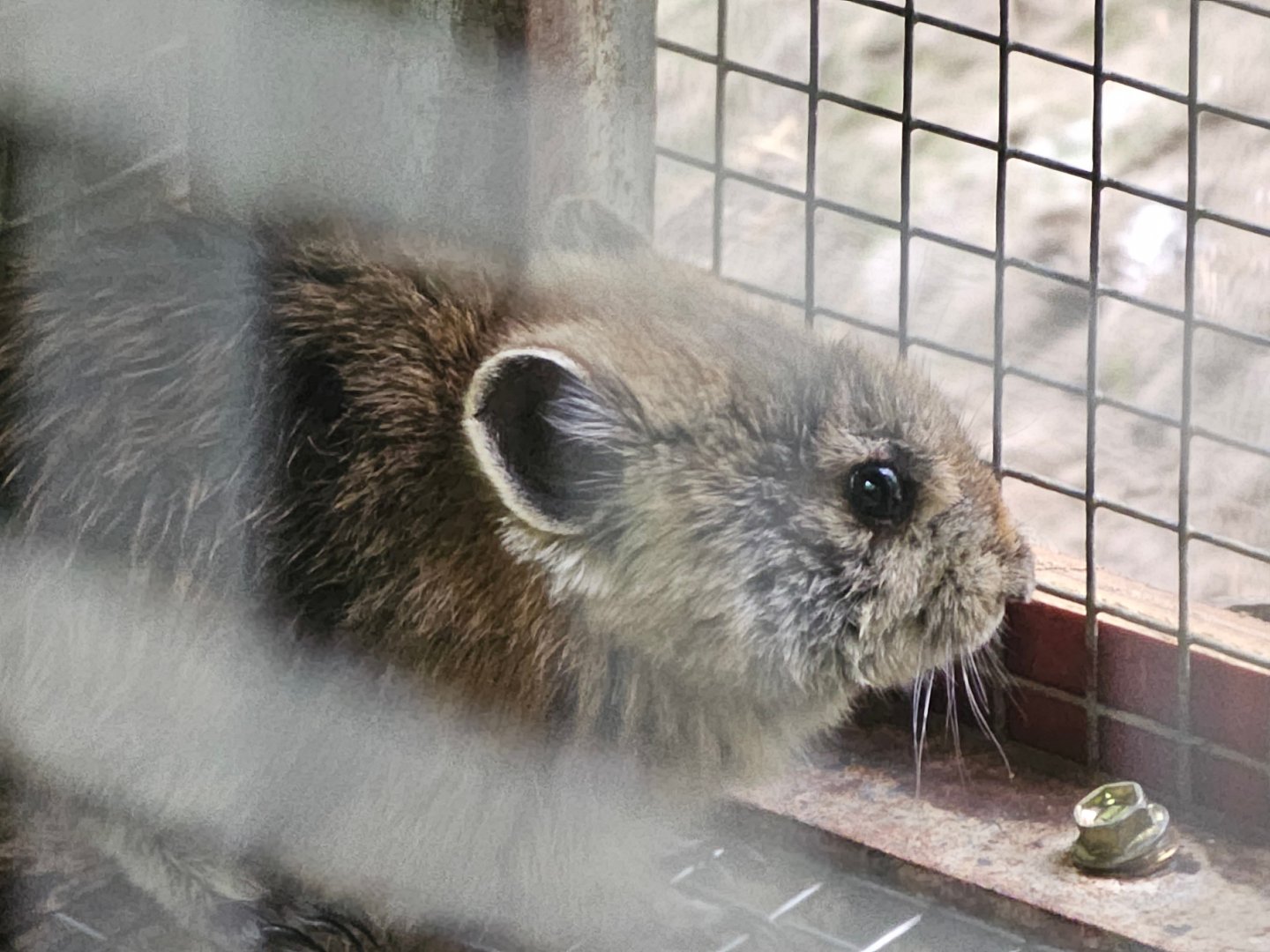Plateau Pika (Ochotona curzoniae)