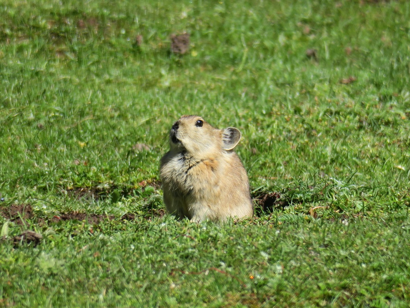plateau pika