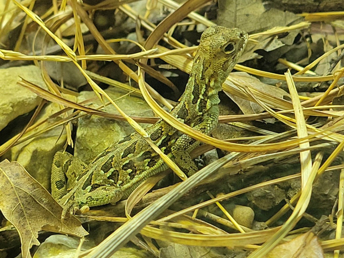 Plateau Spot-Tailed Earless Lizard(Holbrookia lacerata)