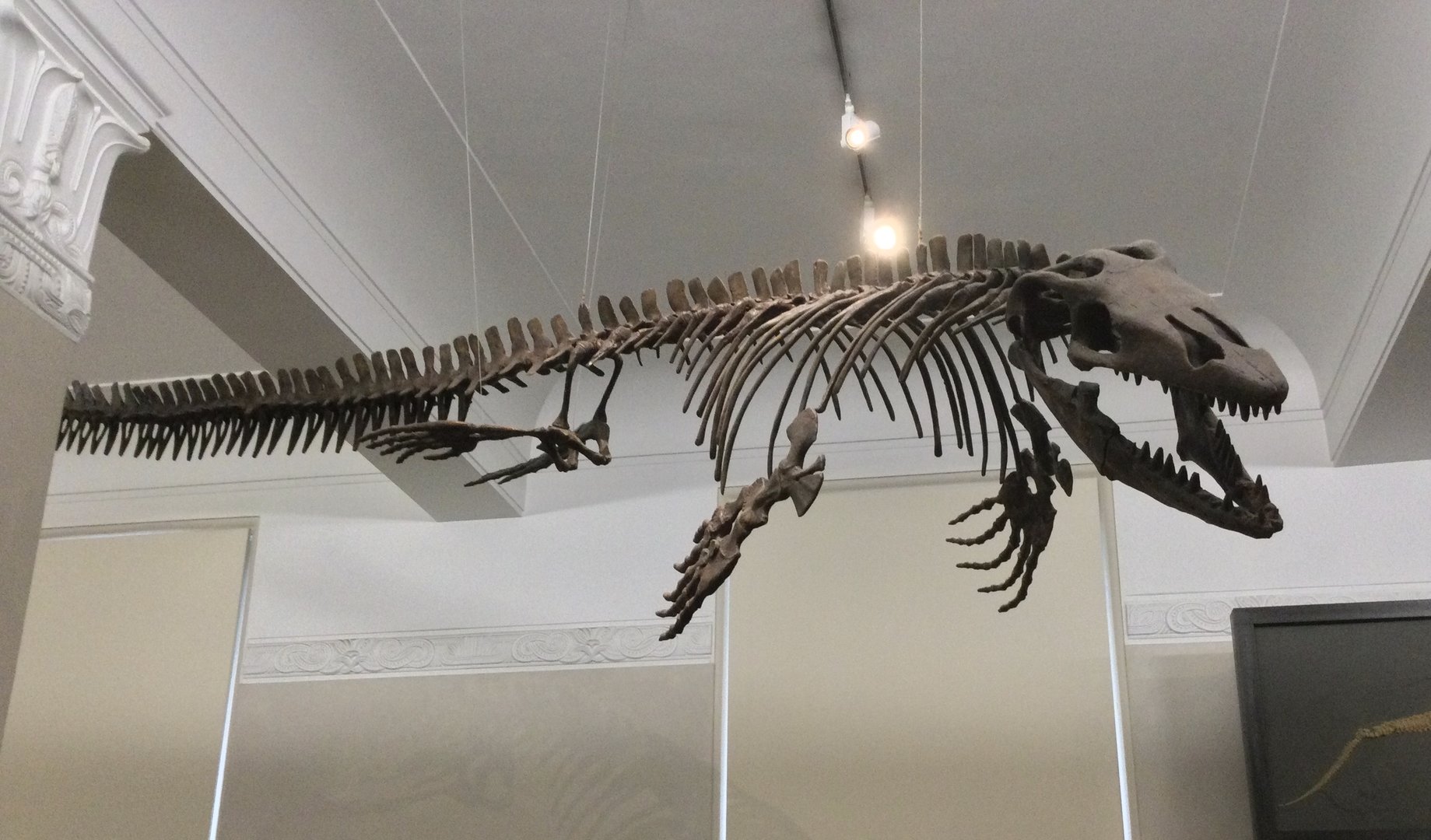 Platecarpus (mosasaur family)