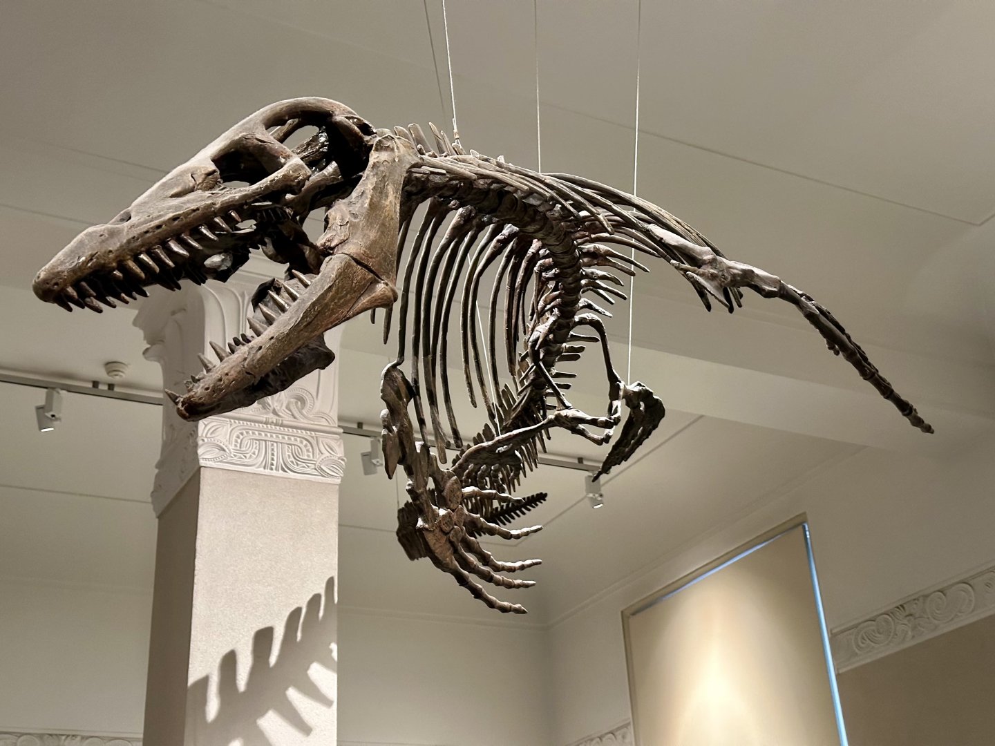 Platecarpus (Skeleton)