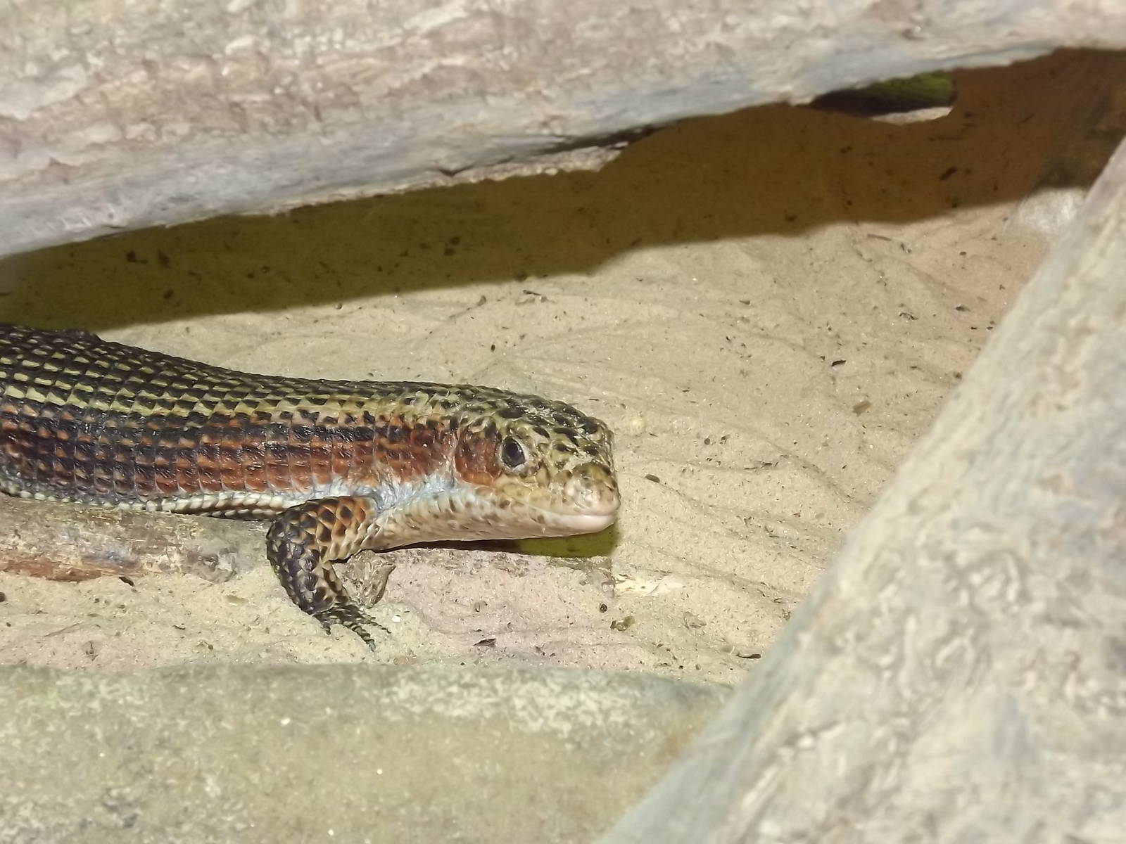 Plated Lizard at Knowsley Safari Park 08/09/12
