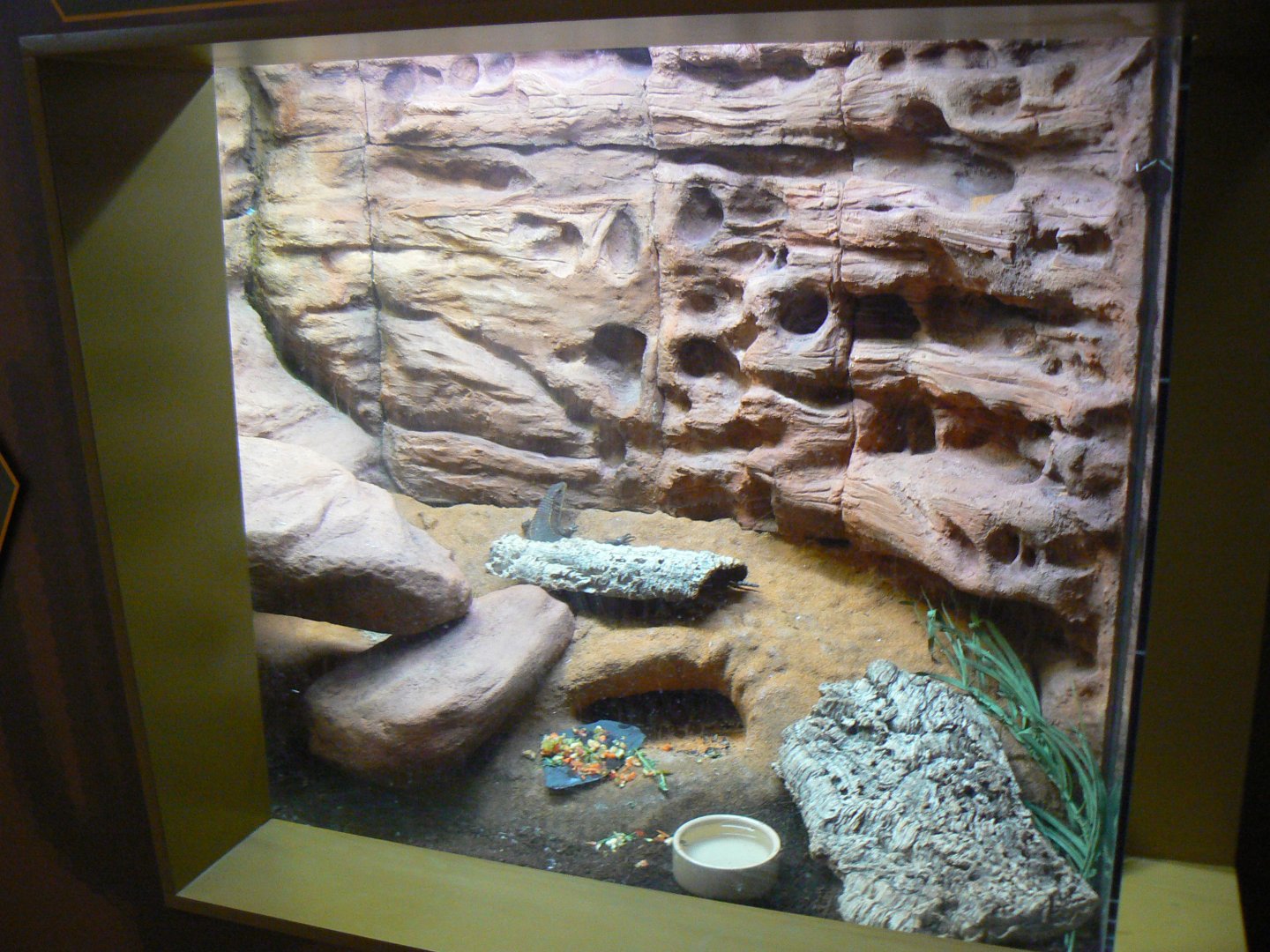 Plated Lizard Enclosure - 12 February 2018