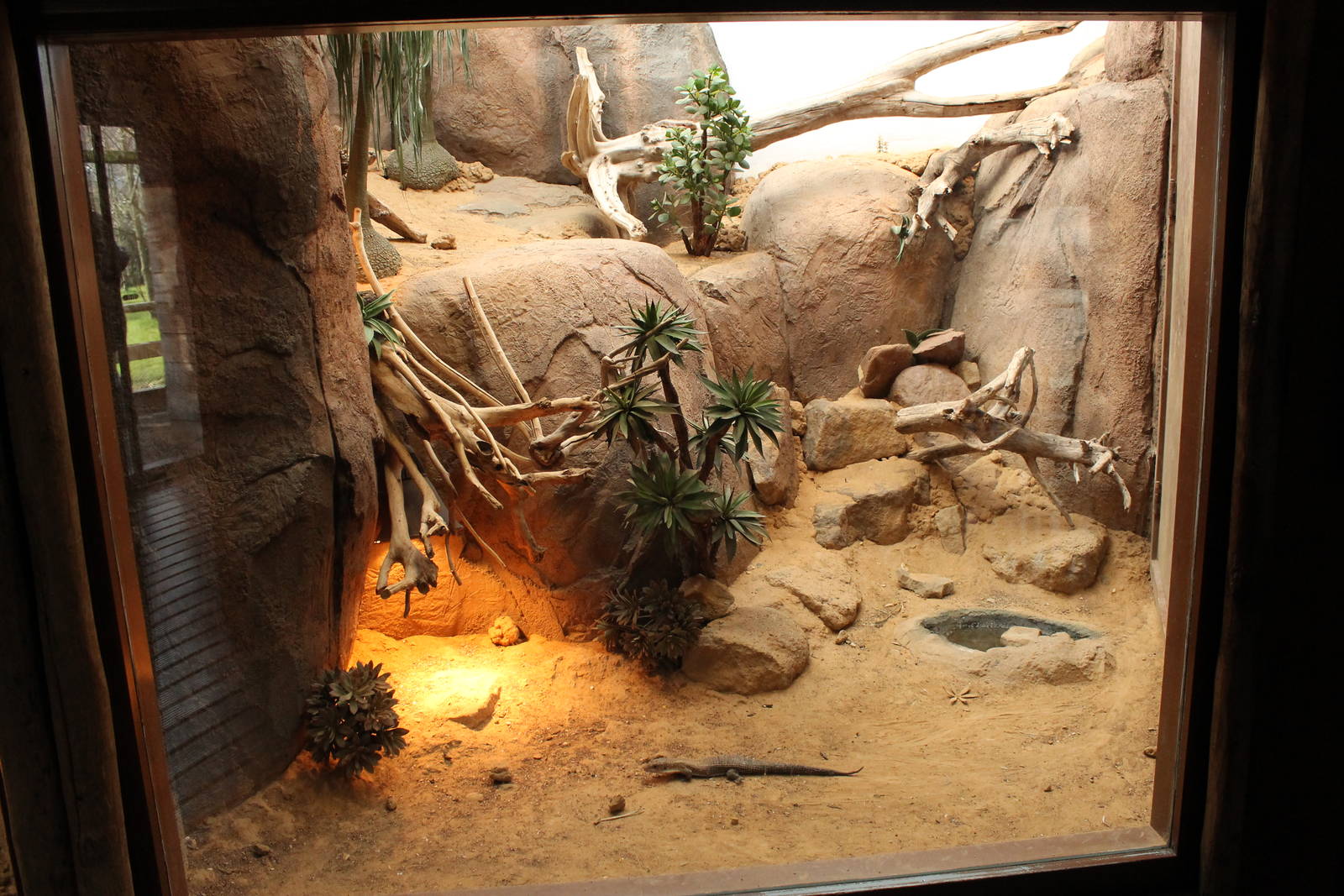 Plated lizard enclosure