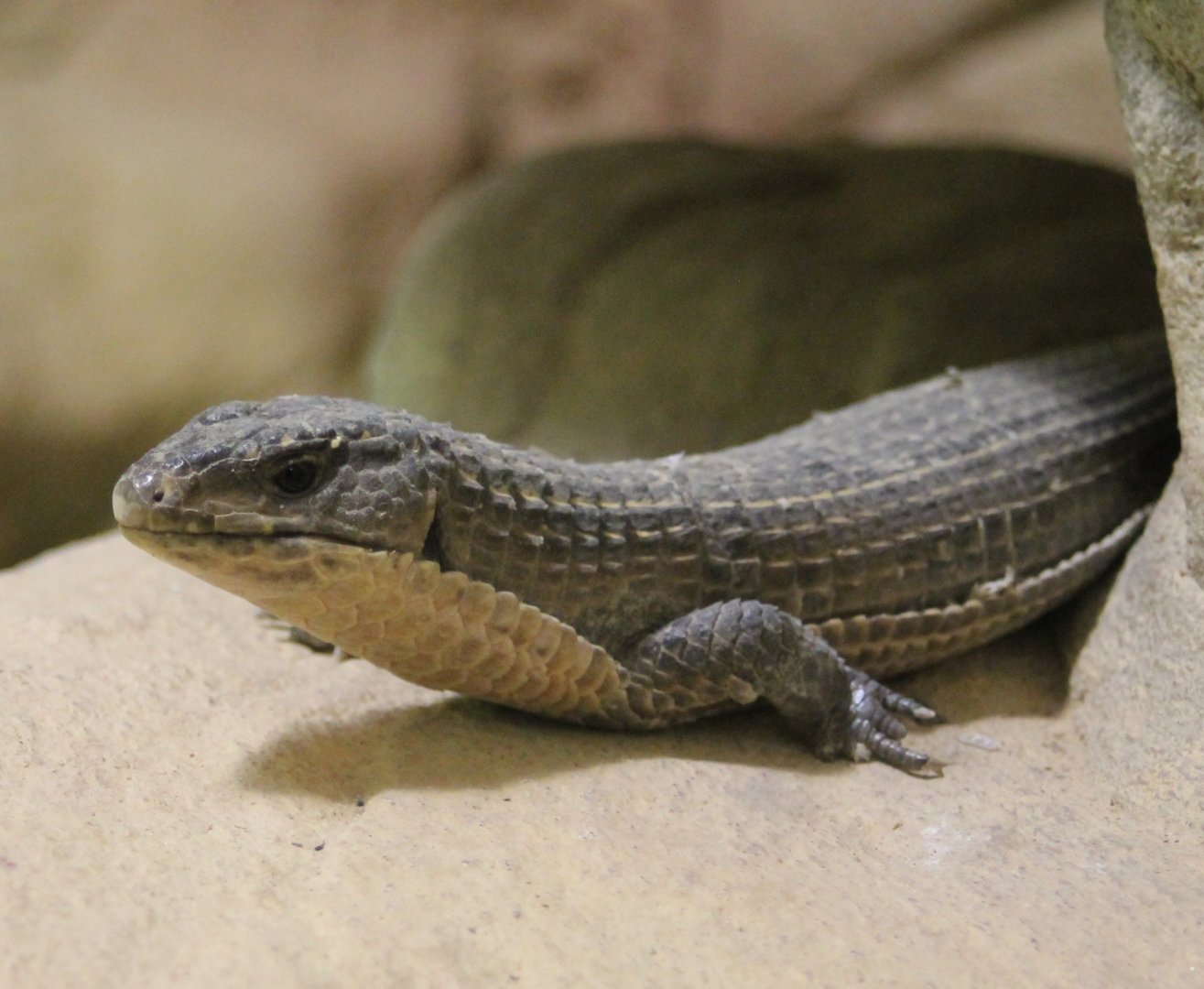 Plated lizard - Gerrhosaurus nigrolineatus