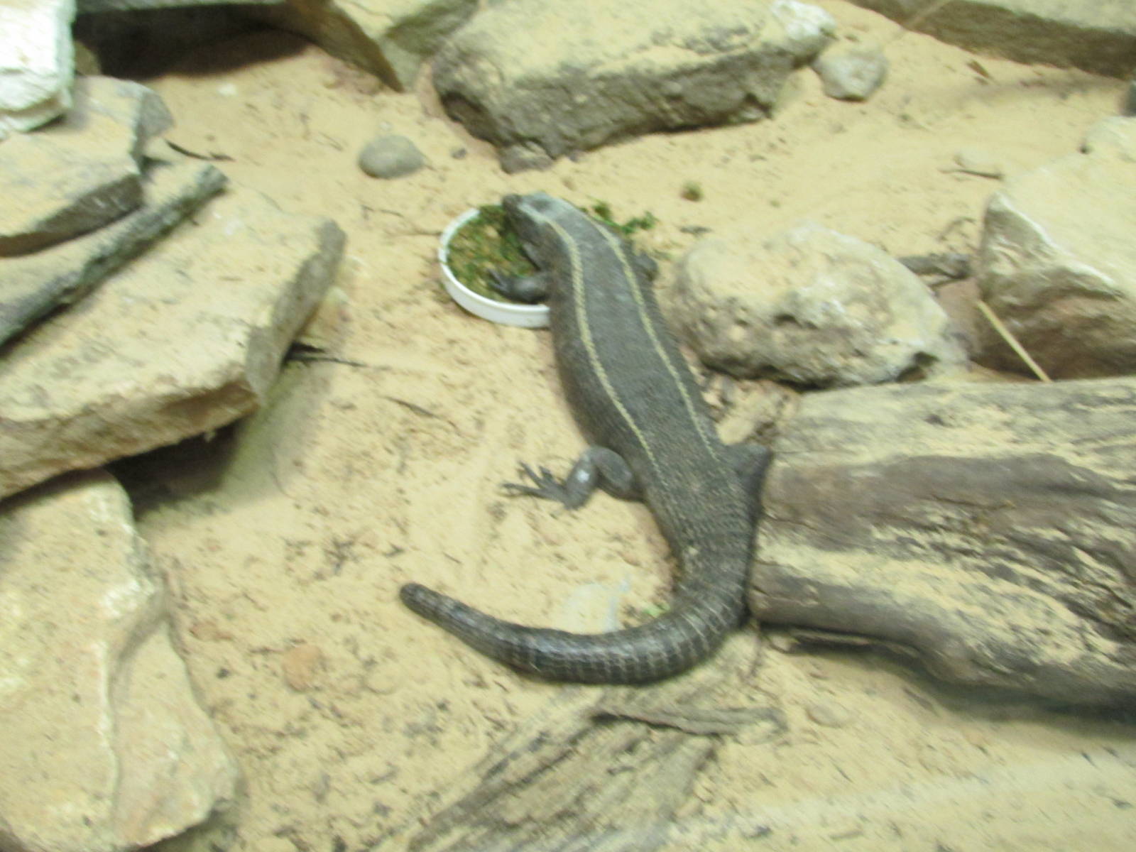 plated lizard houston zoo