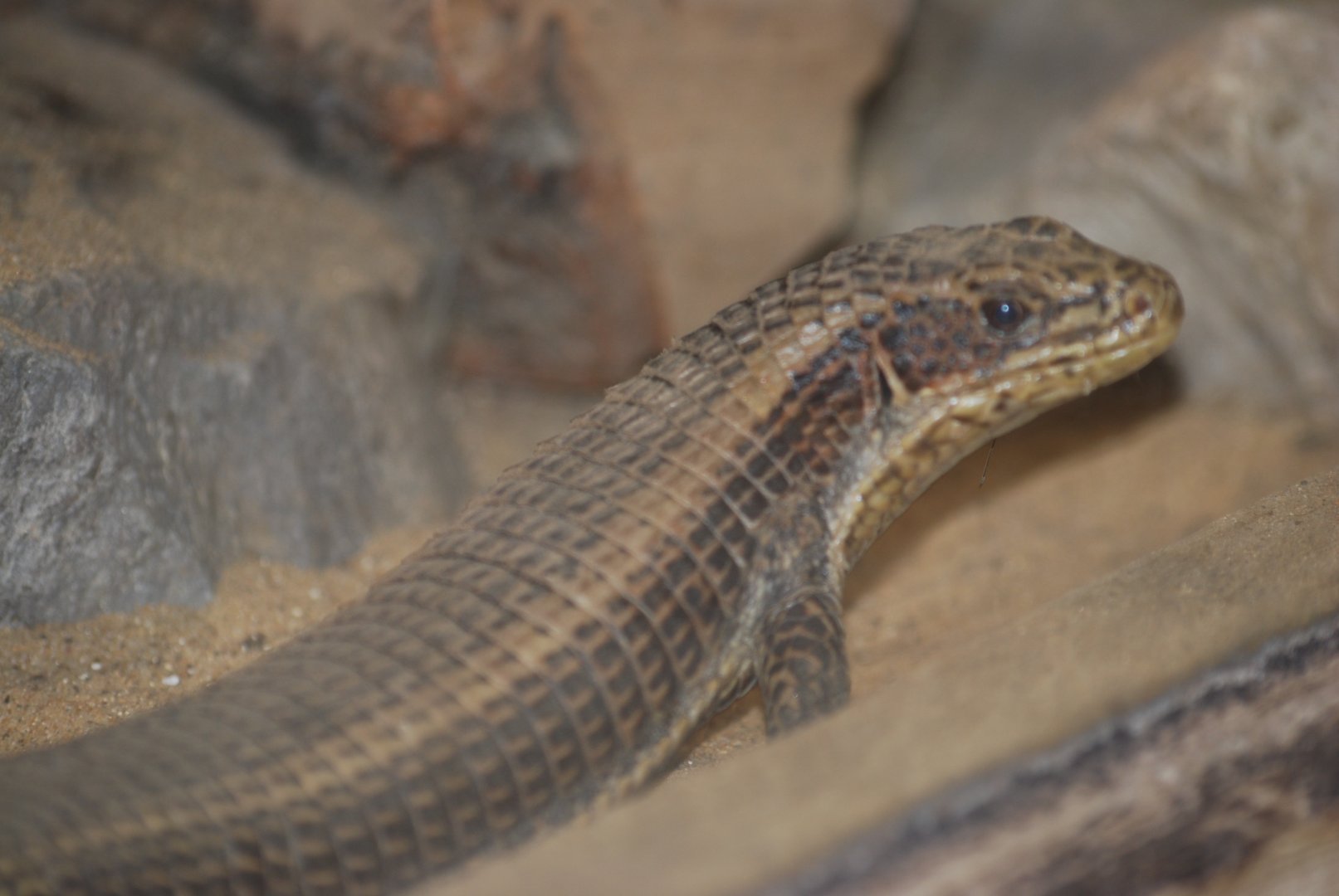 Plated lizard ID