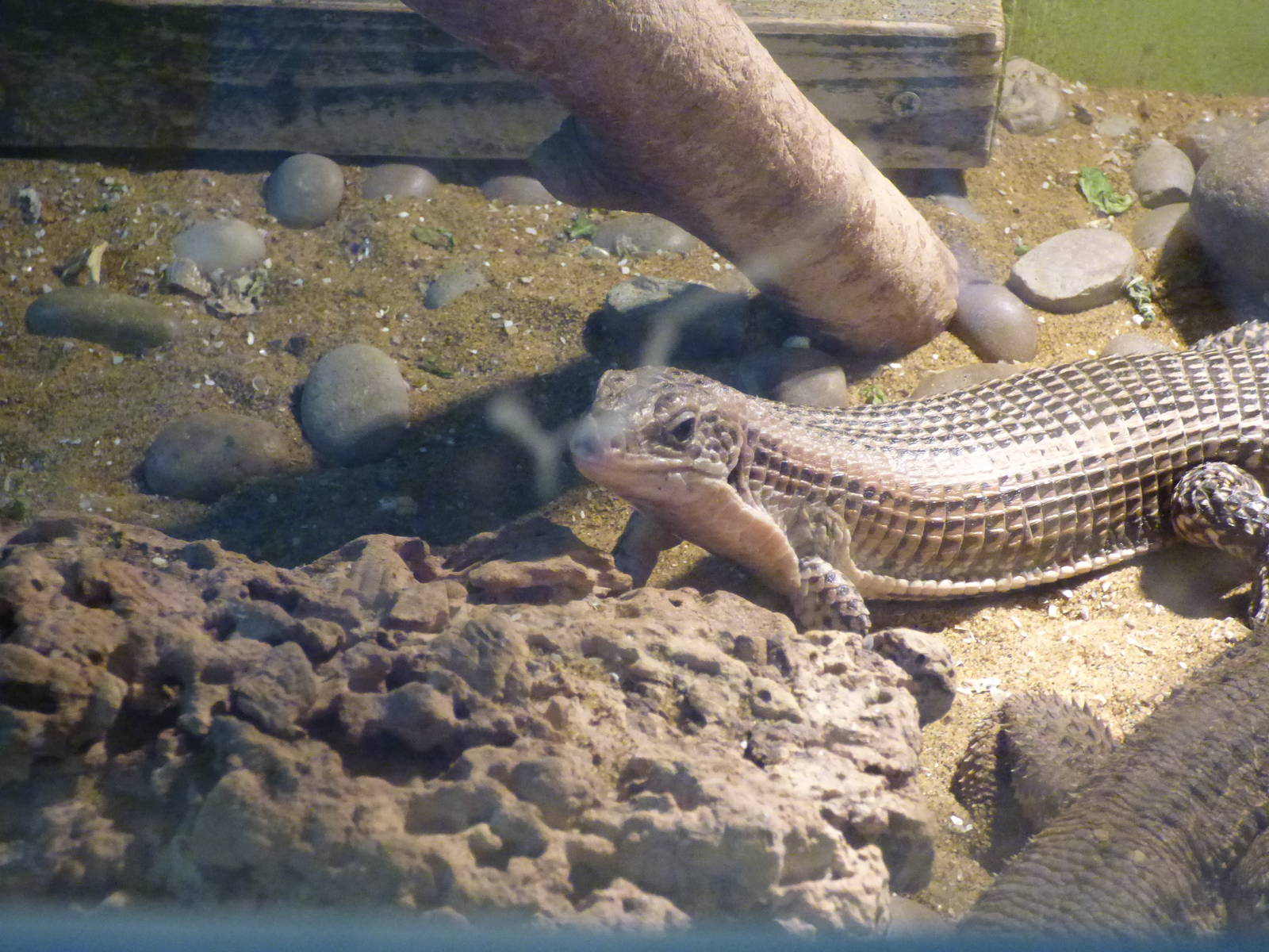 Plated Lizard in mixed exhibit with Bearded Dragon