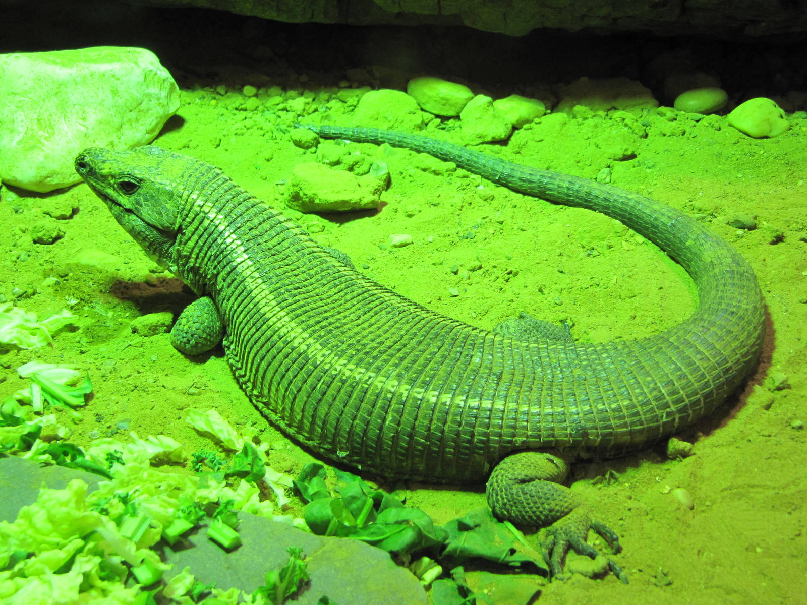 Plated lizard on 06/08/2016
