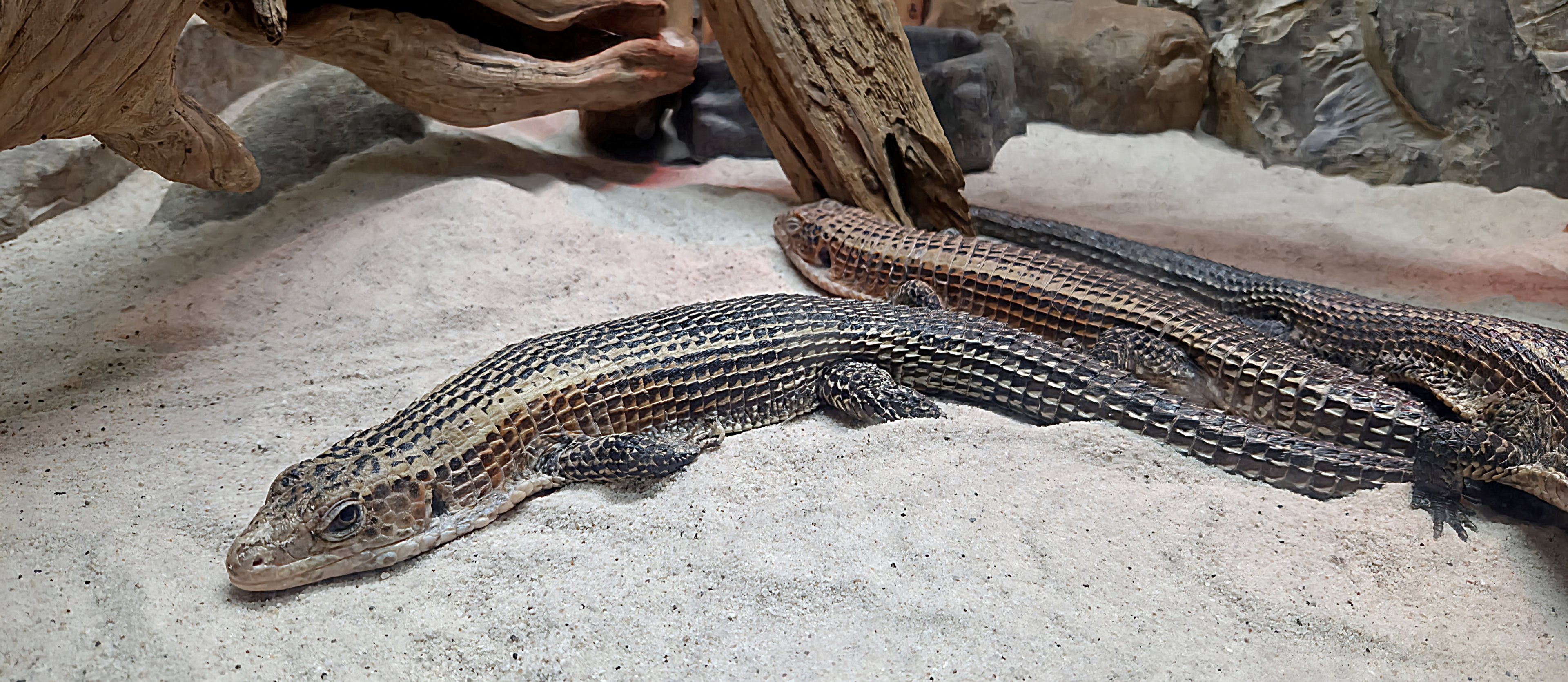 Plated Lizard - Rainforest Adventures