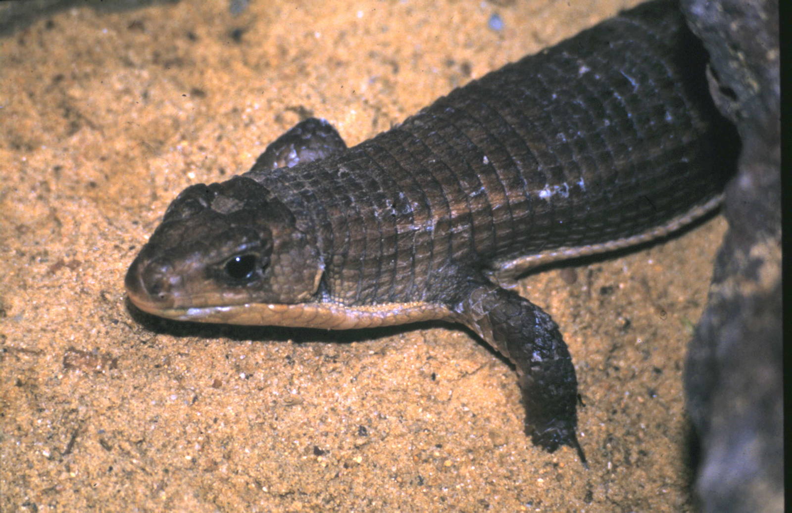Plated lizard