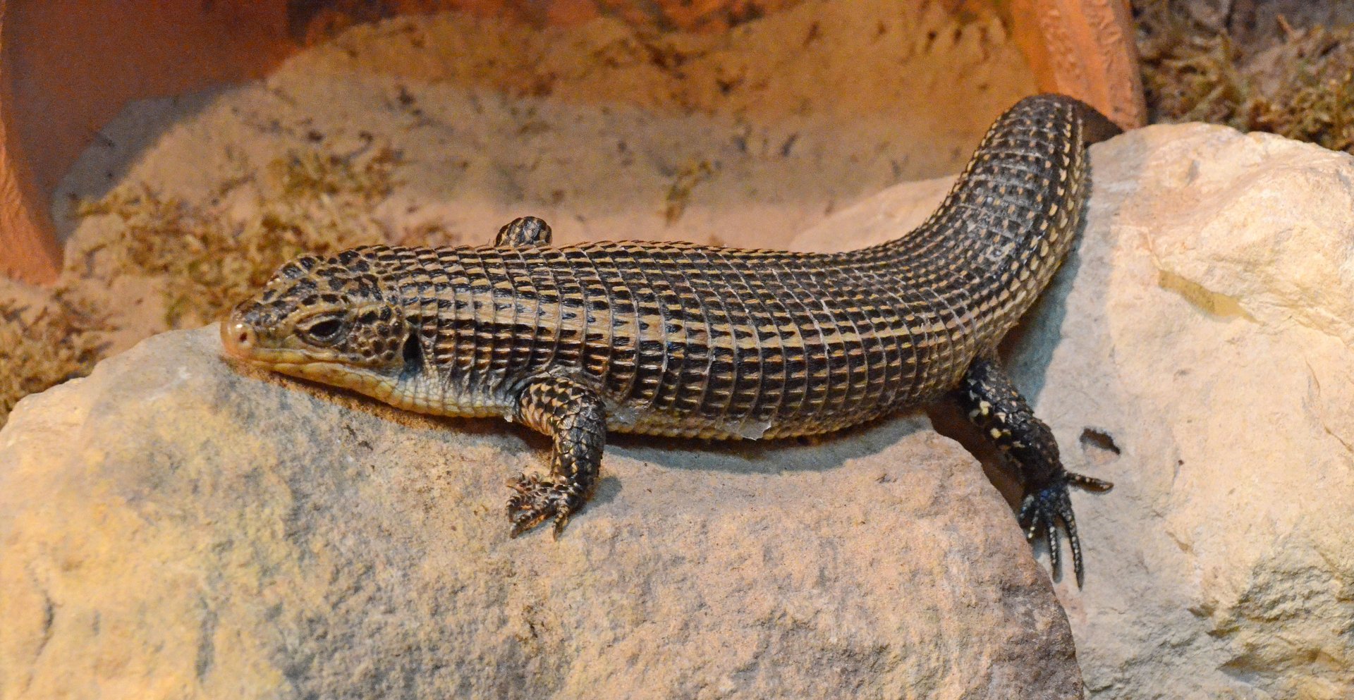Plated lizard
