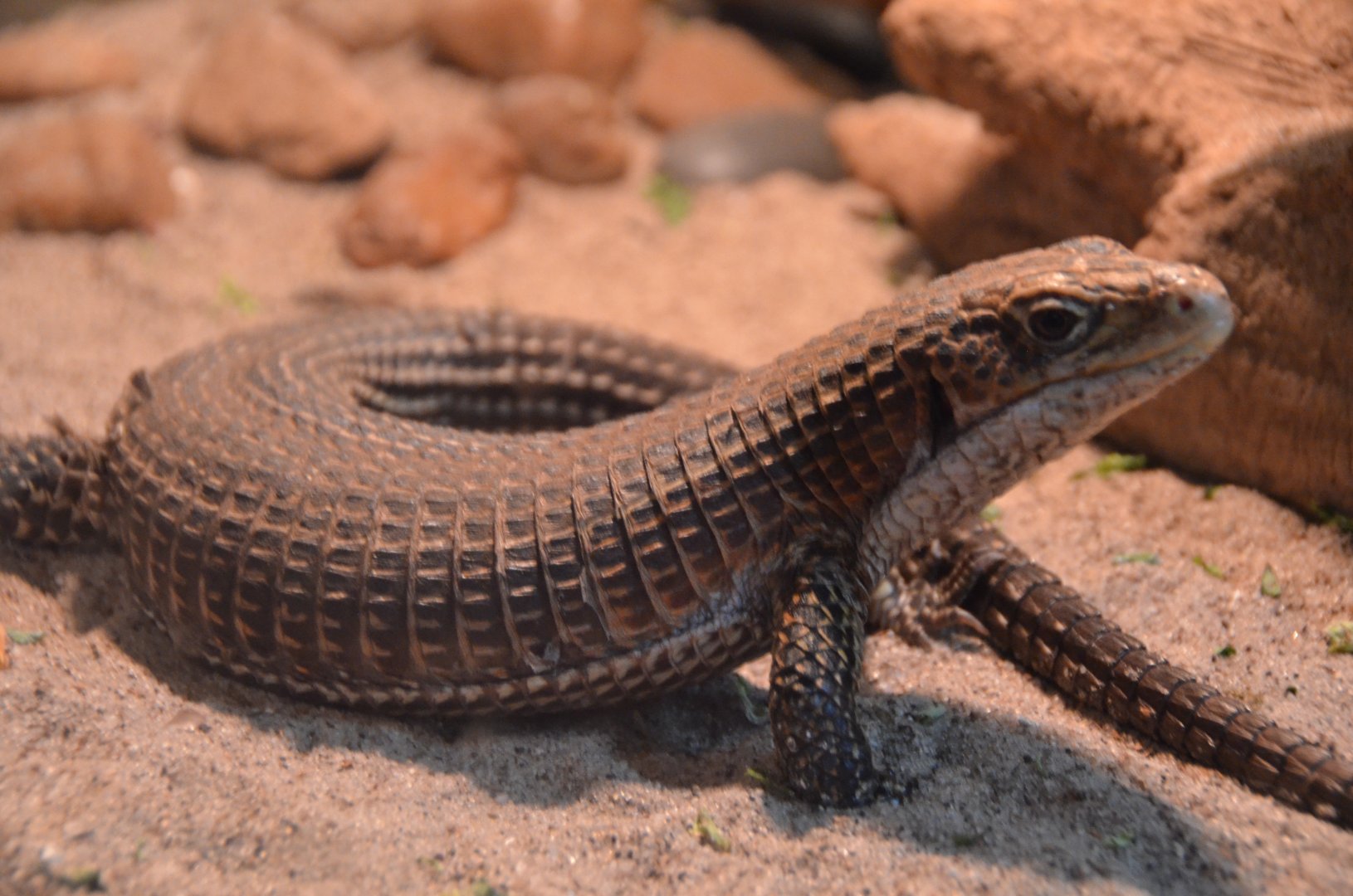 Plated Lizard