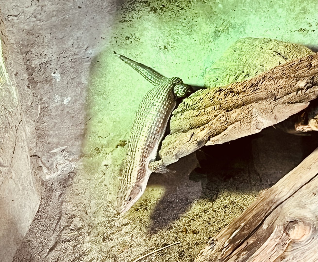 Plated Lizard