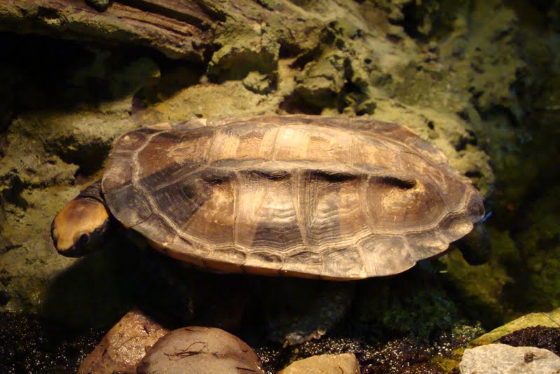 Platemys platycephala