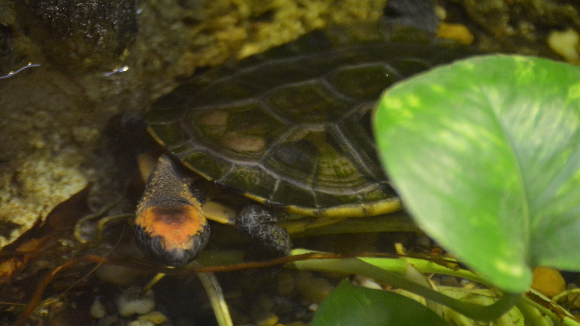 Platemys platycephala