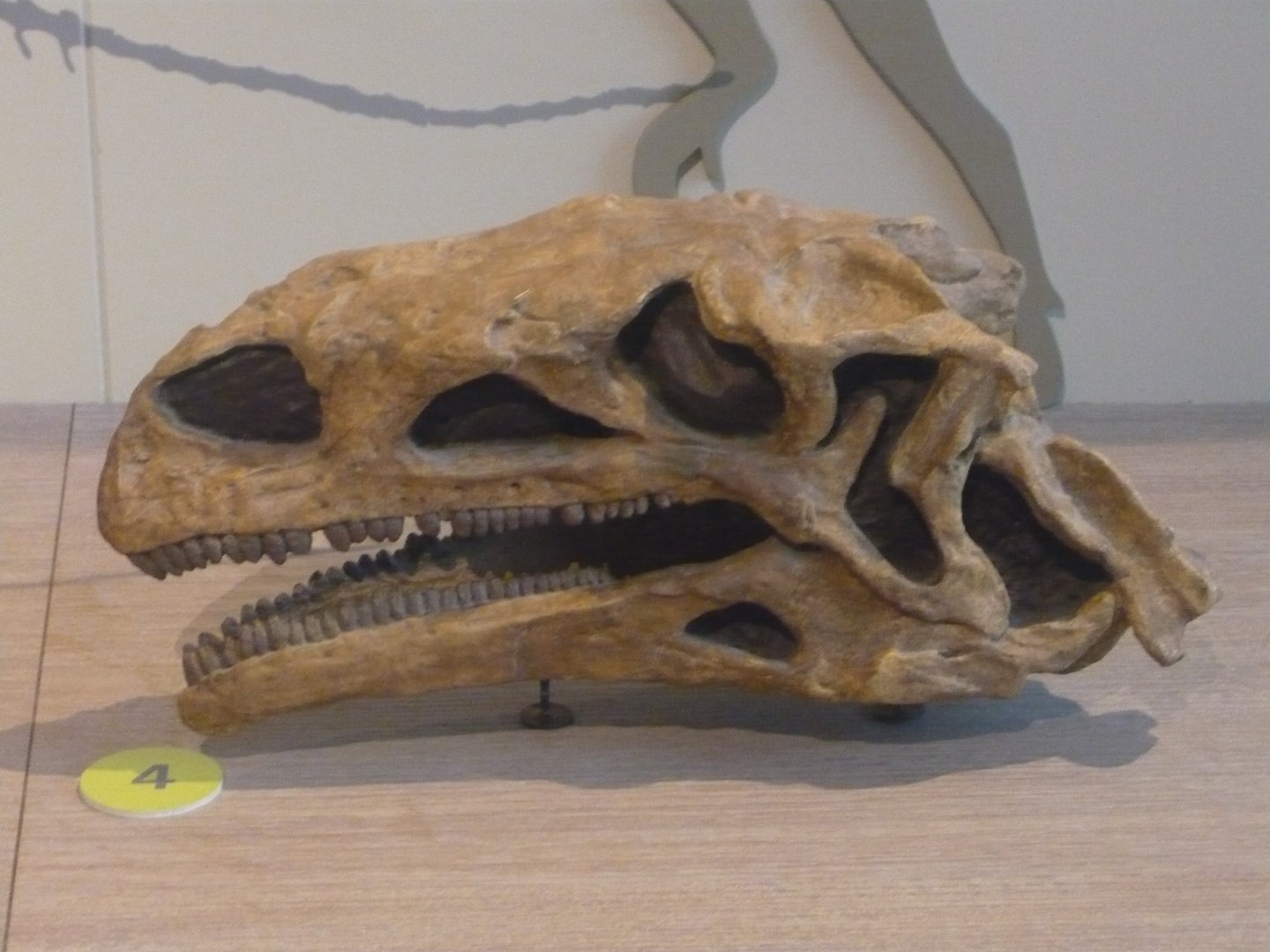 Plateosaurus skull