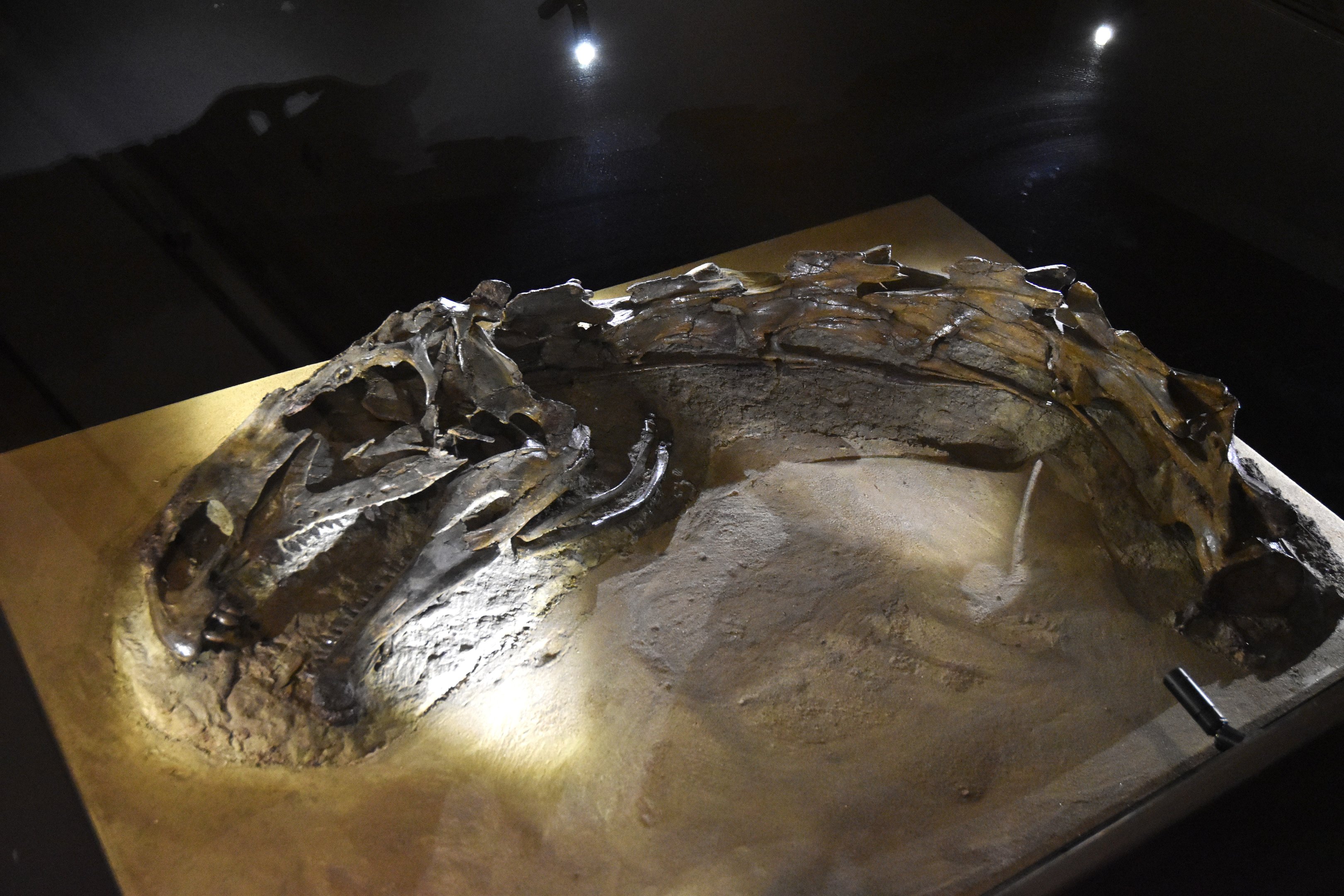 Plateosaurus Specimen, Museum für Naturkunde, Berlin, 7th June 2023