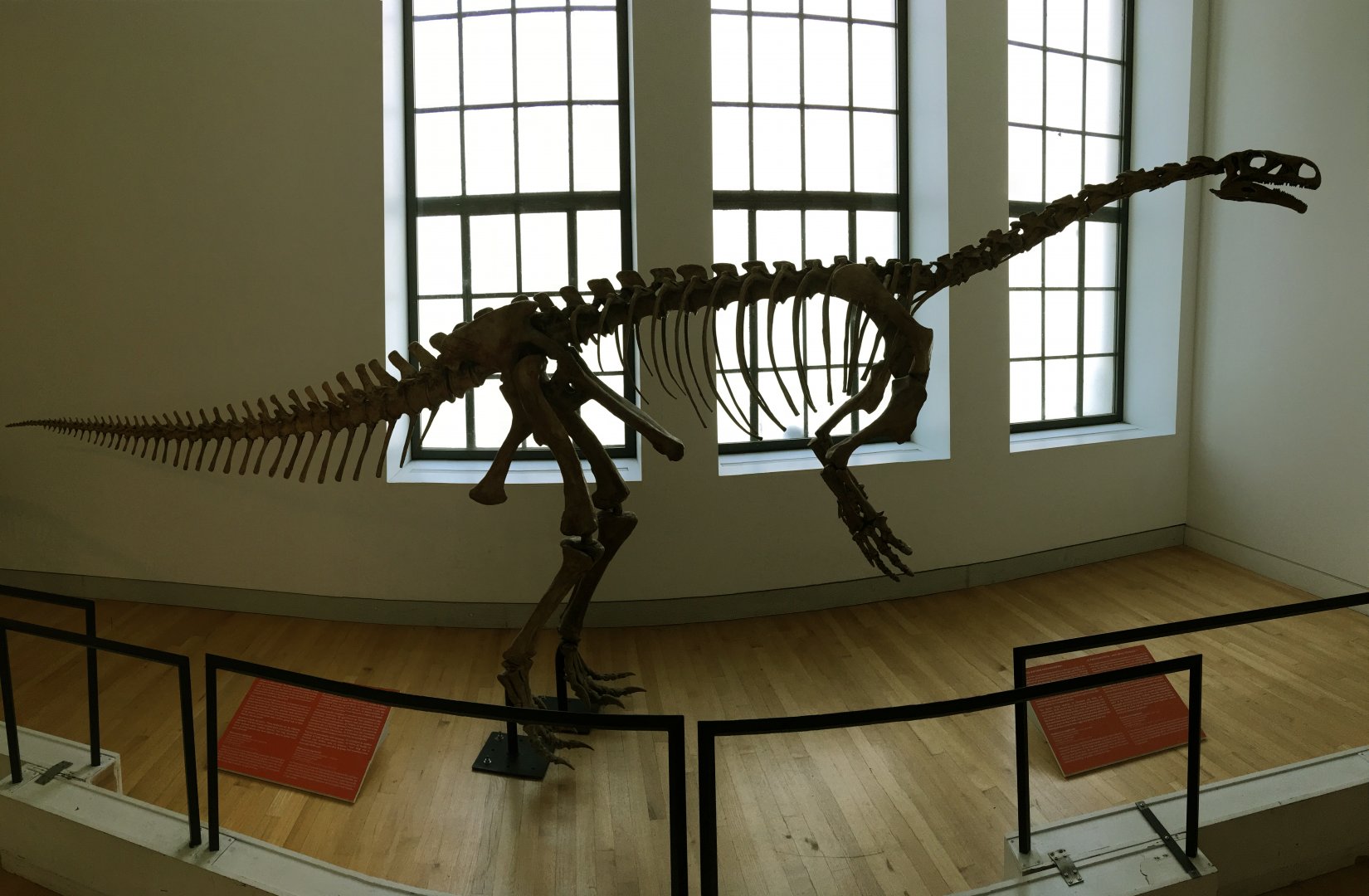 Plateosaurus