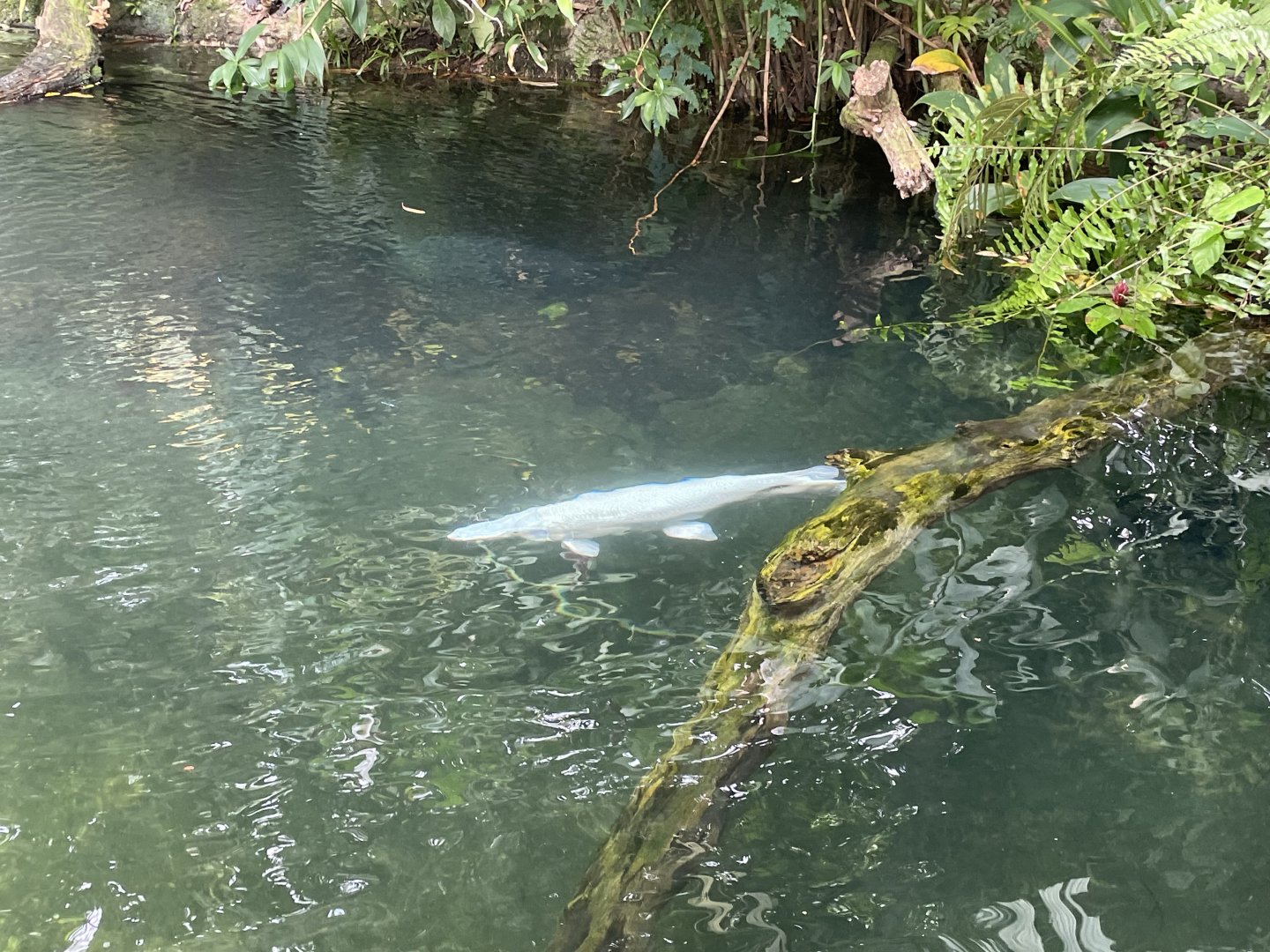 Platinum Alligator Gar (Atractosteus spatula)