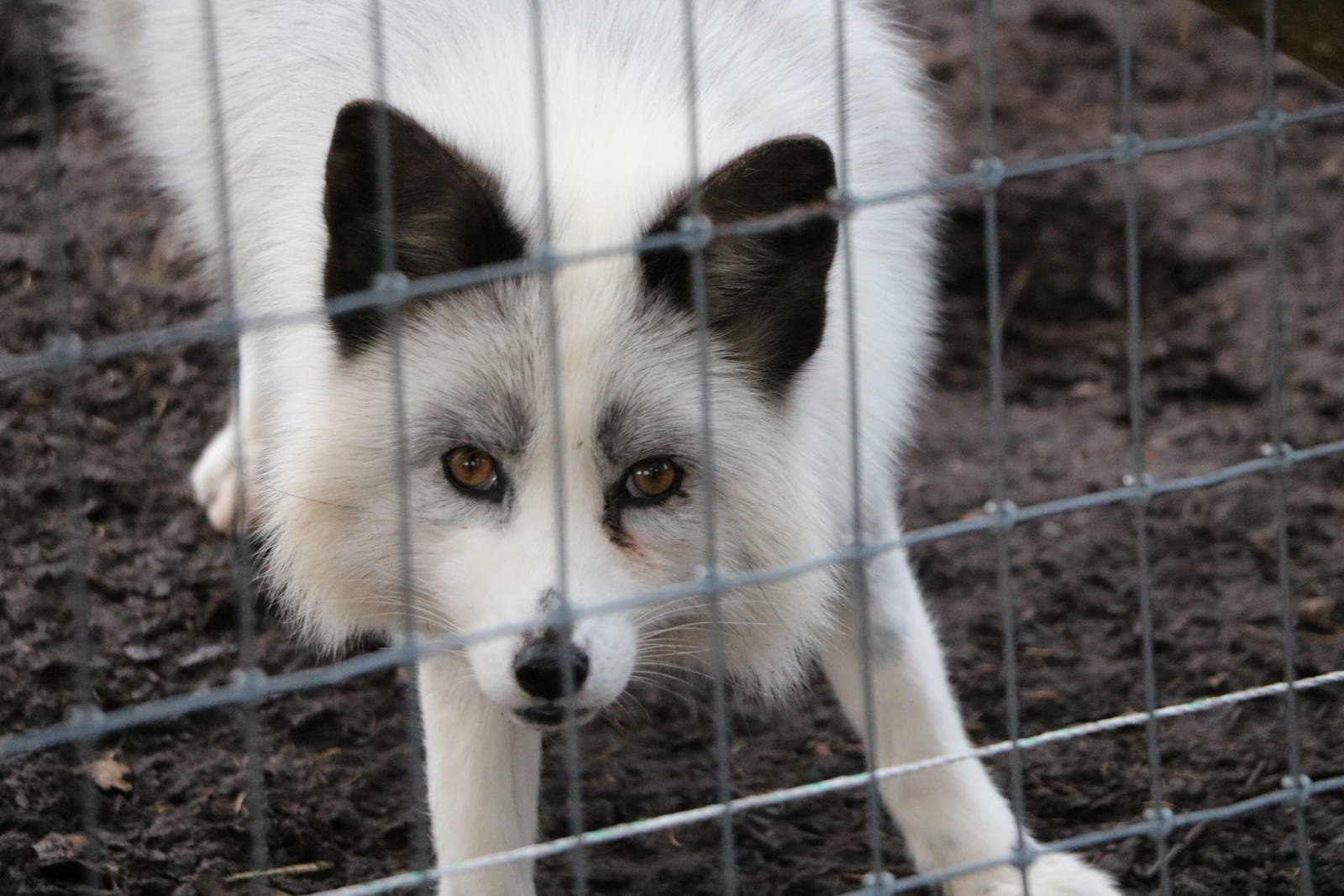 'Platinum' fox, November 2015