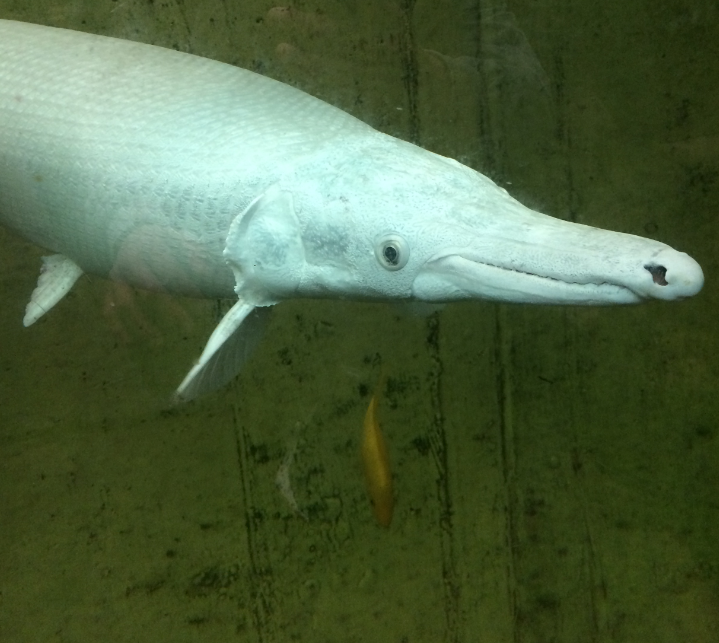 ''Platinum'' gar - Lepisosteus spatula