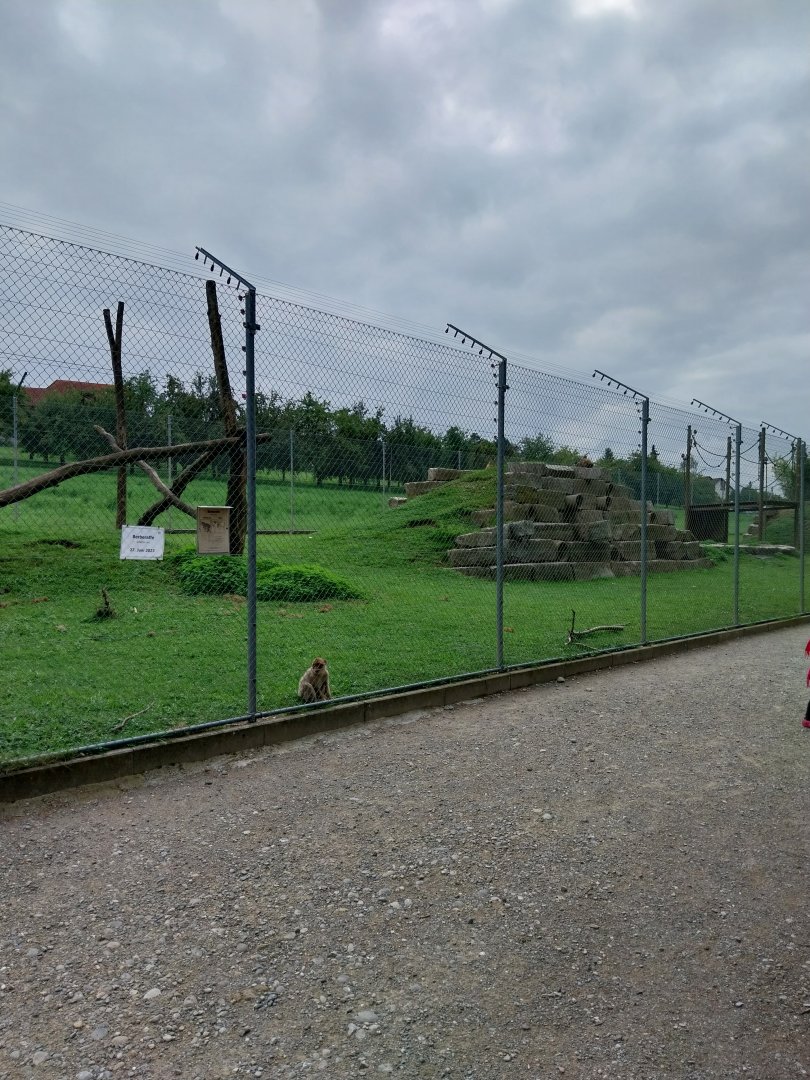 Plätli zoo Frauenfeld - Barbary macaque enclosure