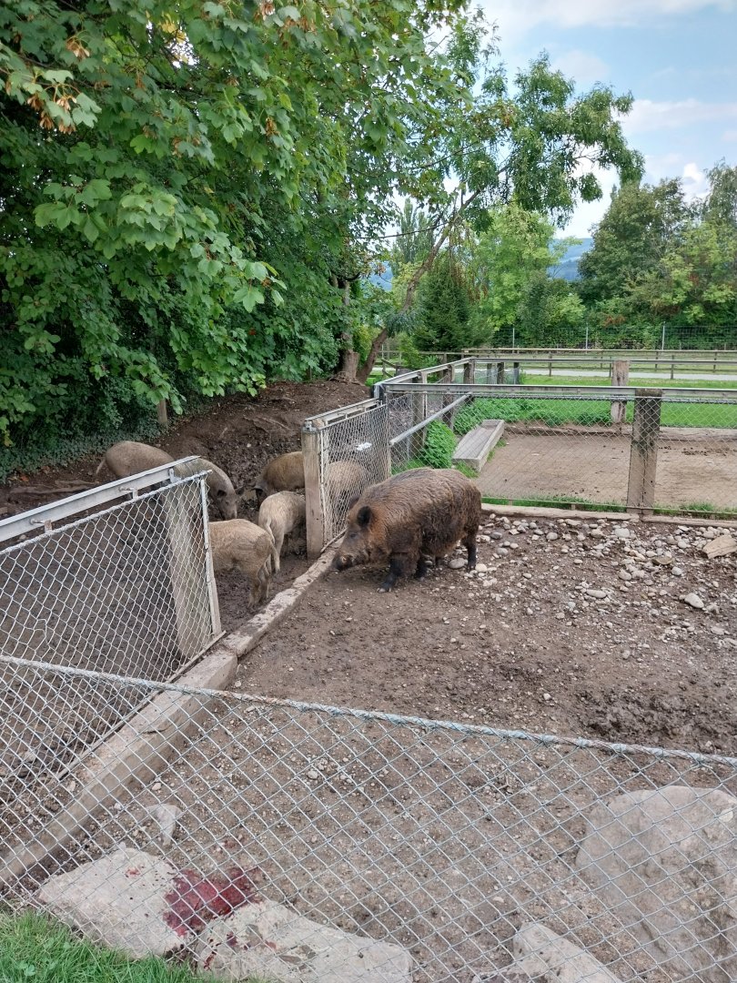 Plätli zoo Frauenfeld - Central European wild boar enclosure