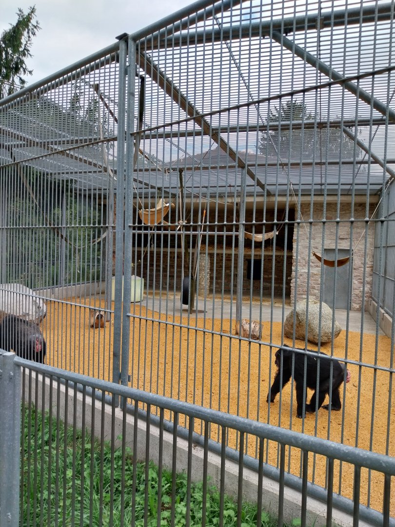 Plätli zoo Frauenfeld - Common chimpanzee cage