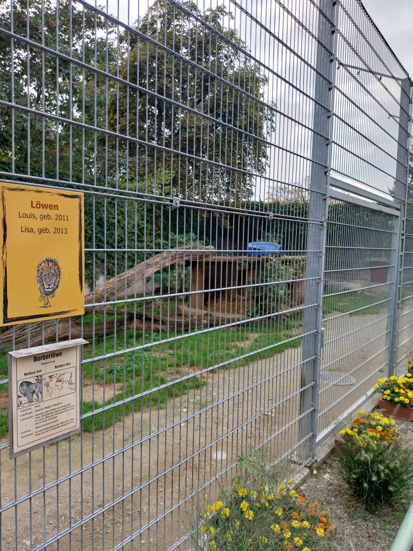 Plätli zoo Frauenfeld - Lion enclosure