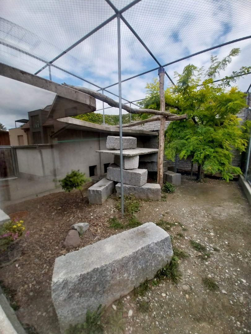 Plätli zoo Frauenfeld - Mountain lion enclosure