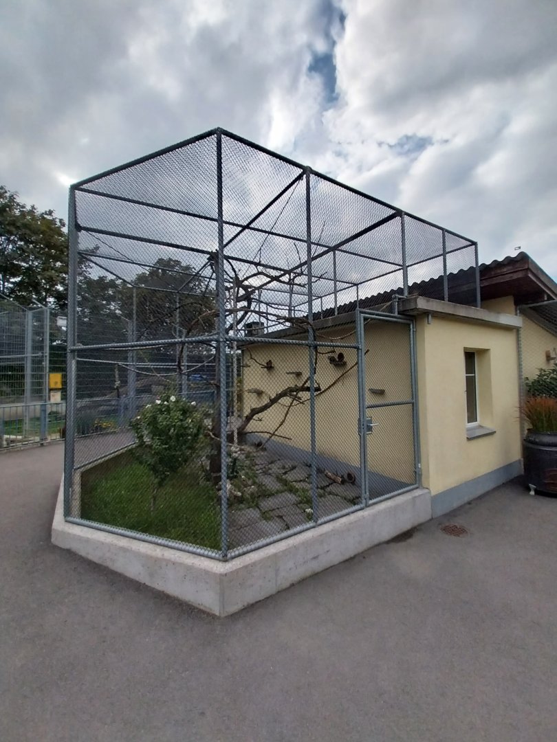 Plätli zoo Frauenfeld - White tufted-ear marmoset