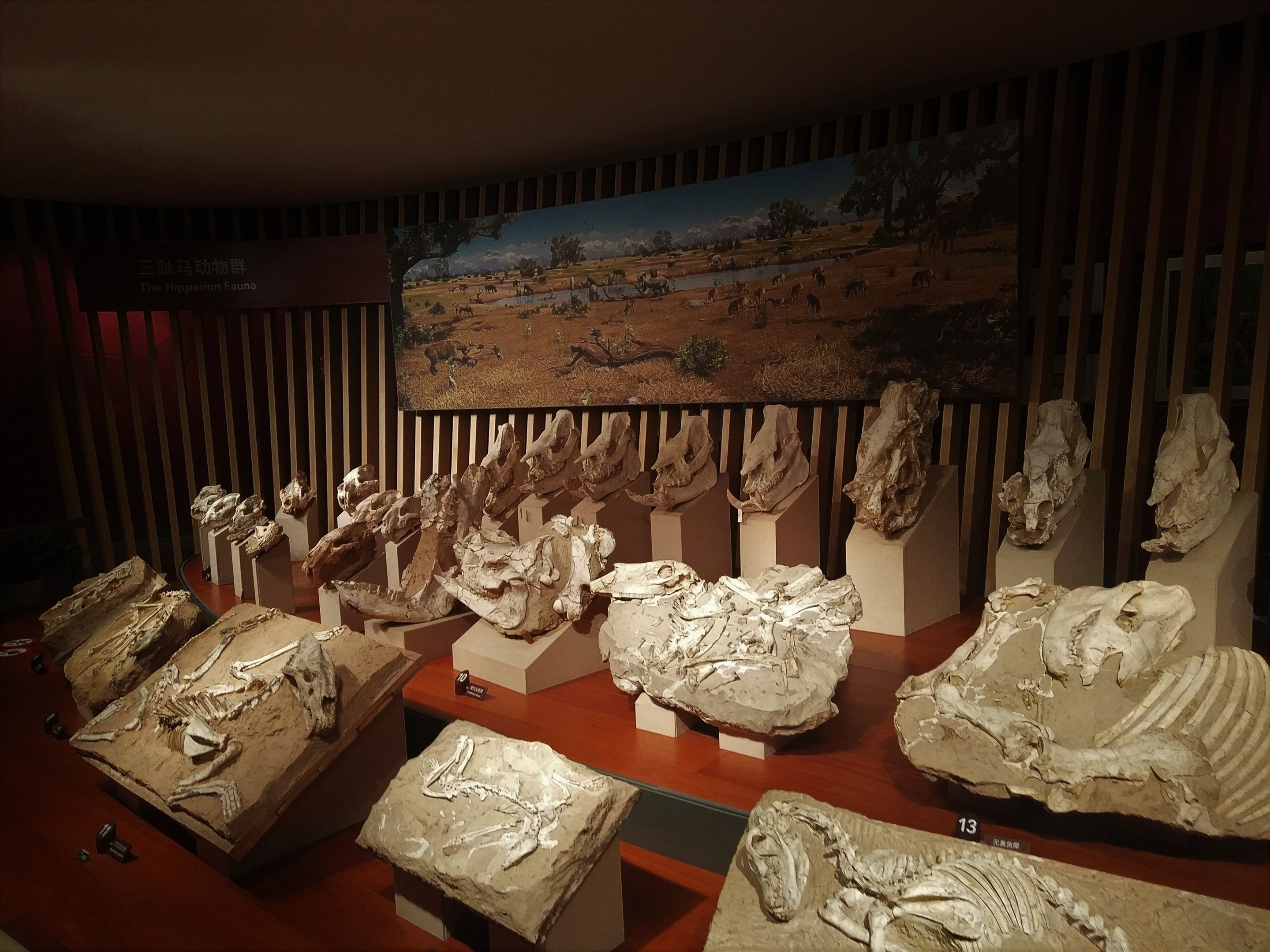 Platybelodon Fossils